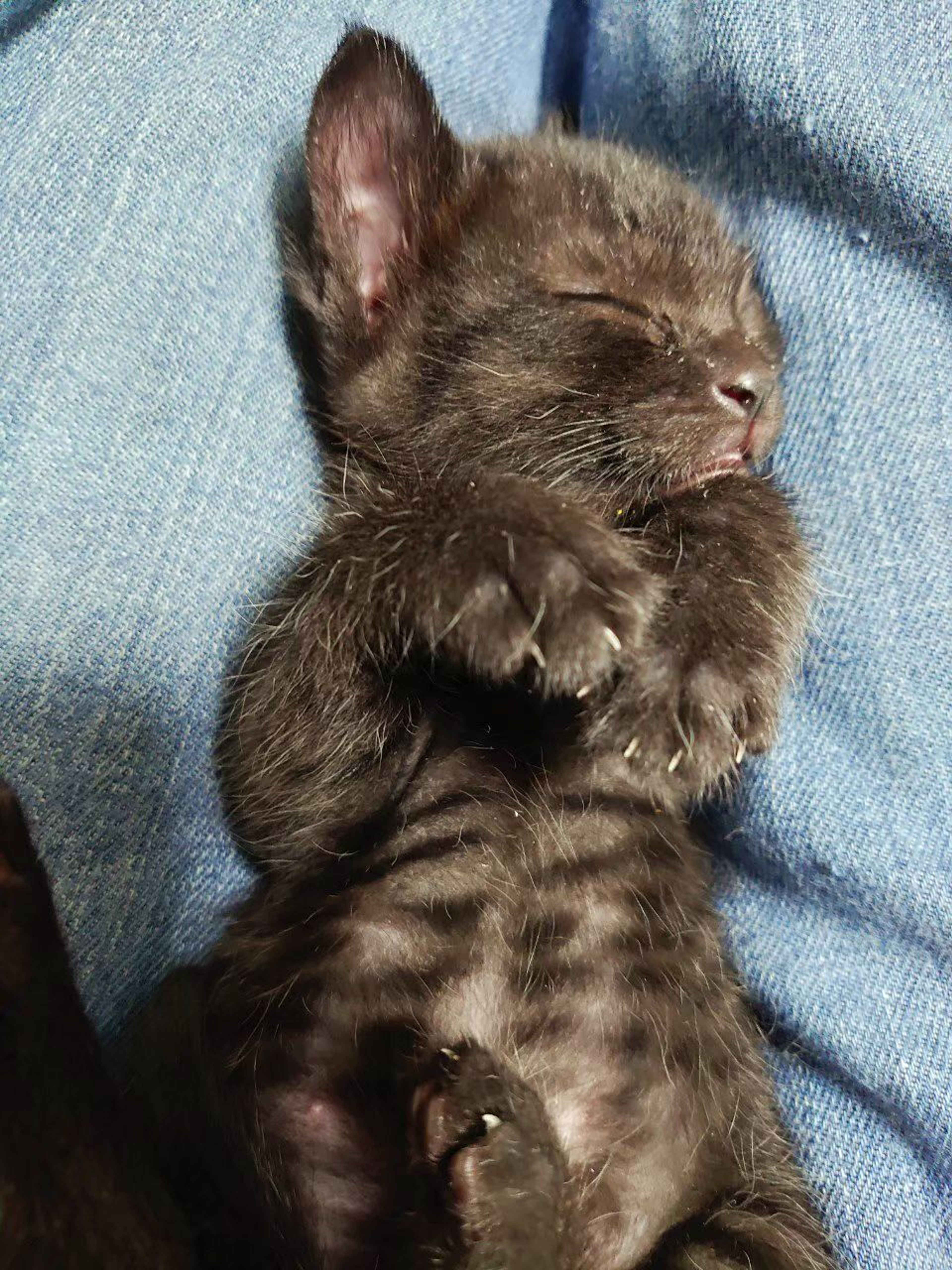 pet-image-4
