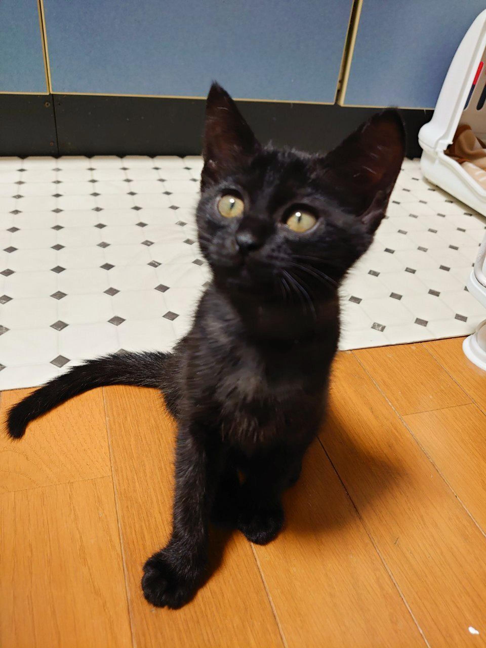 pet-image-5