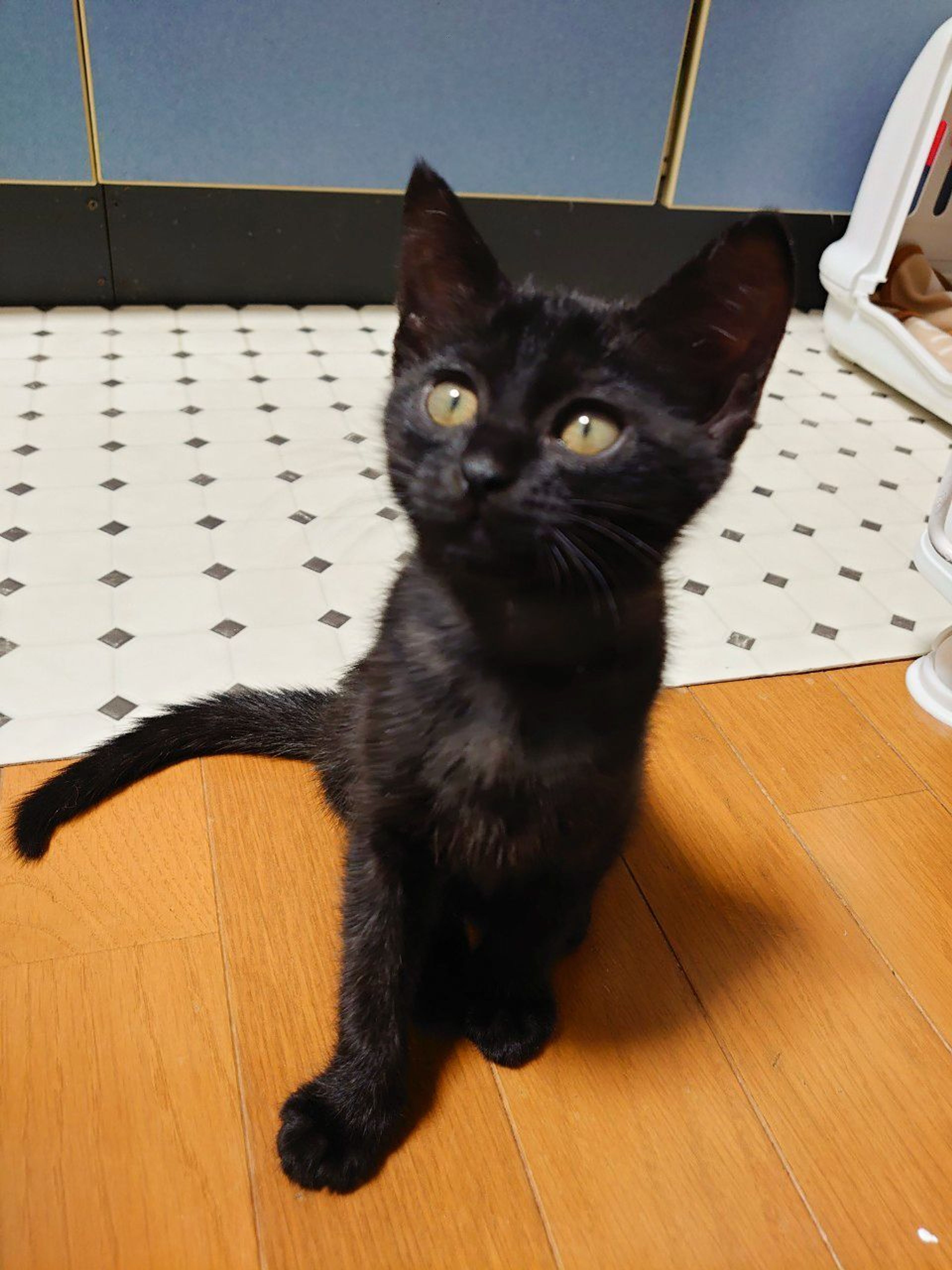 pet-image-5