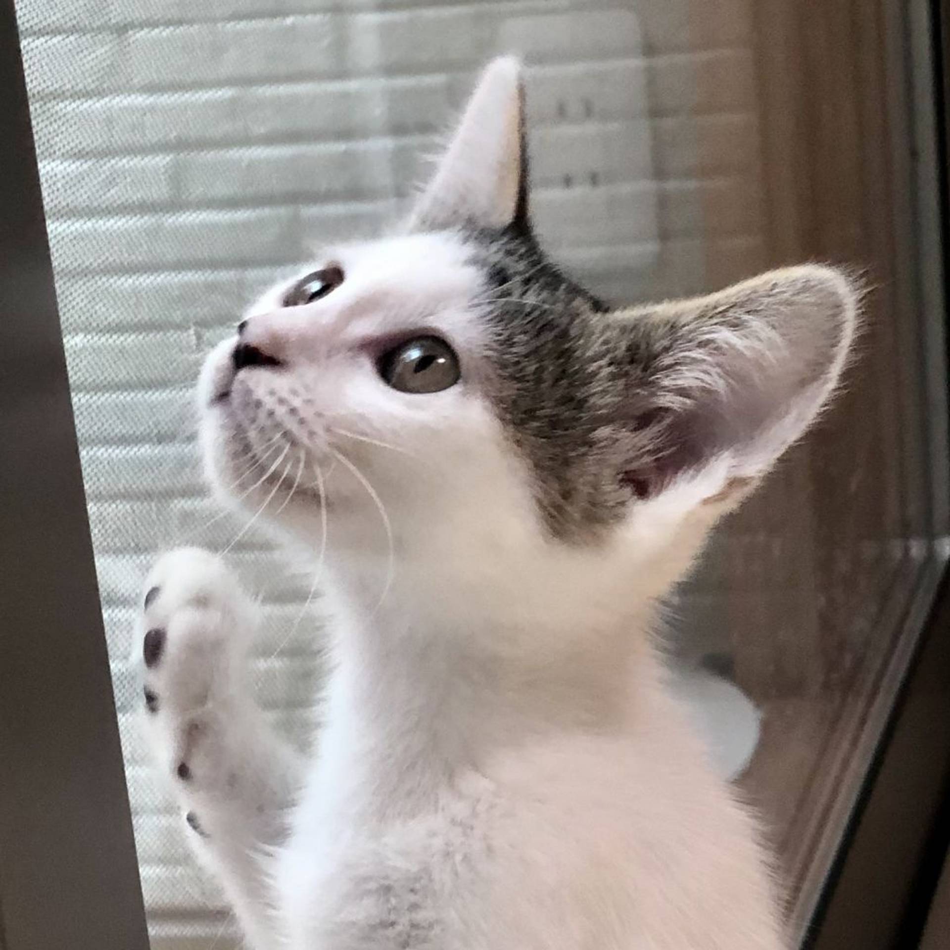 雑種（ミックス猫）・オスの里親募集の写真