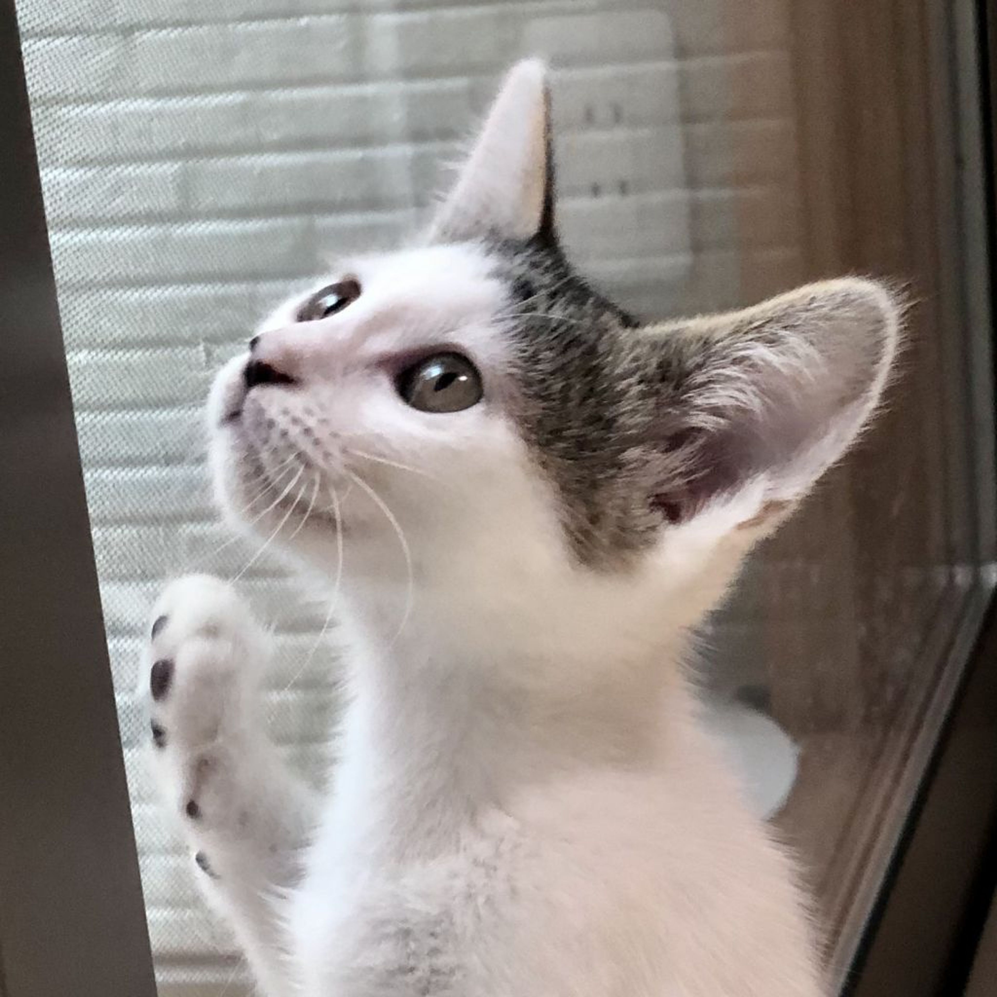 雑種（ミックス猫）・オスの里親募集の写真