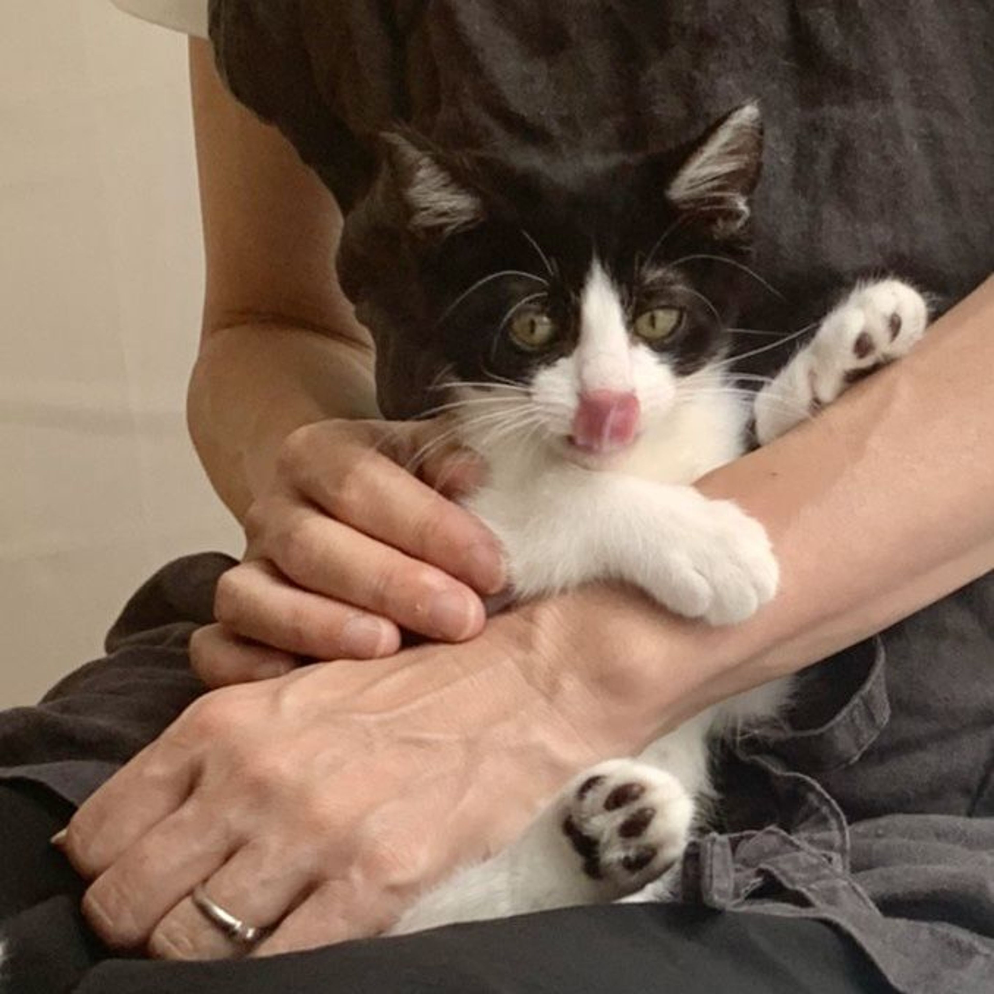 pet-image-3