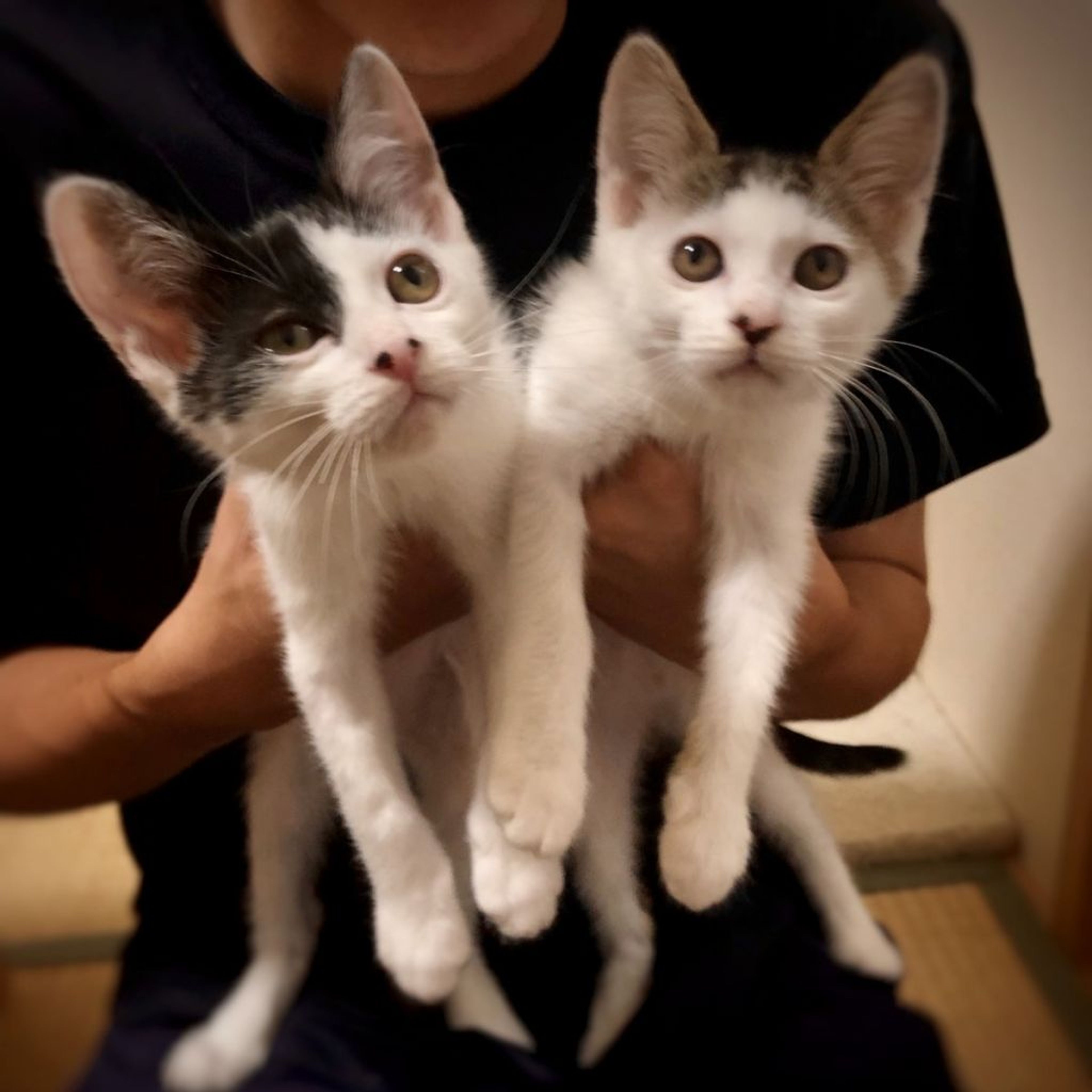 pet-image-4
