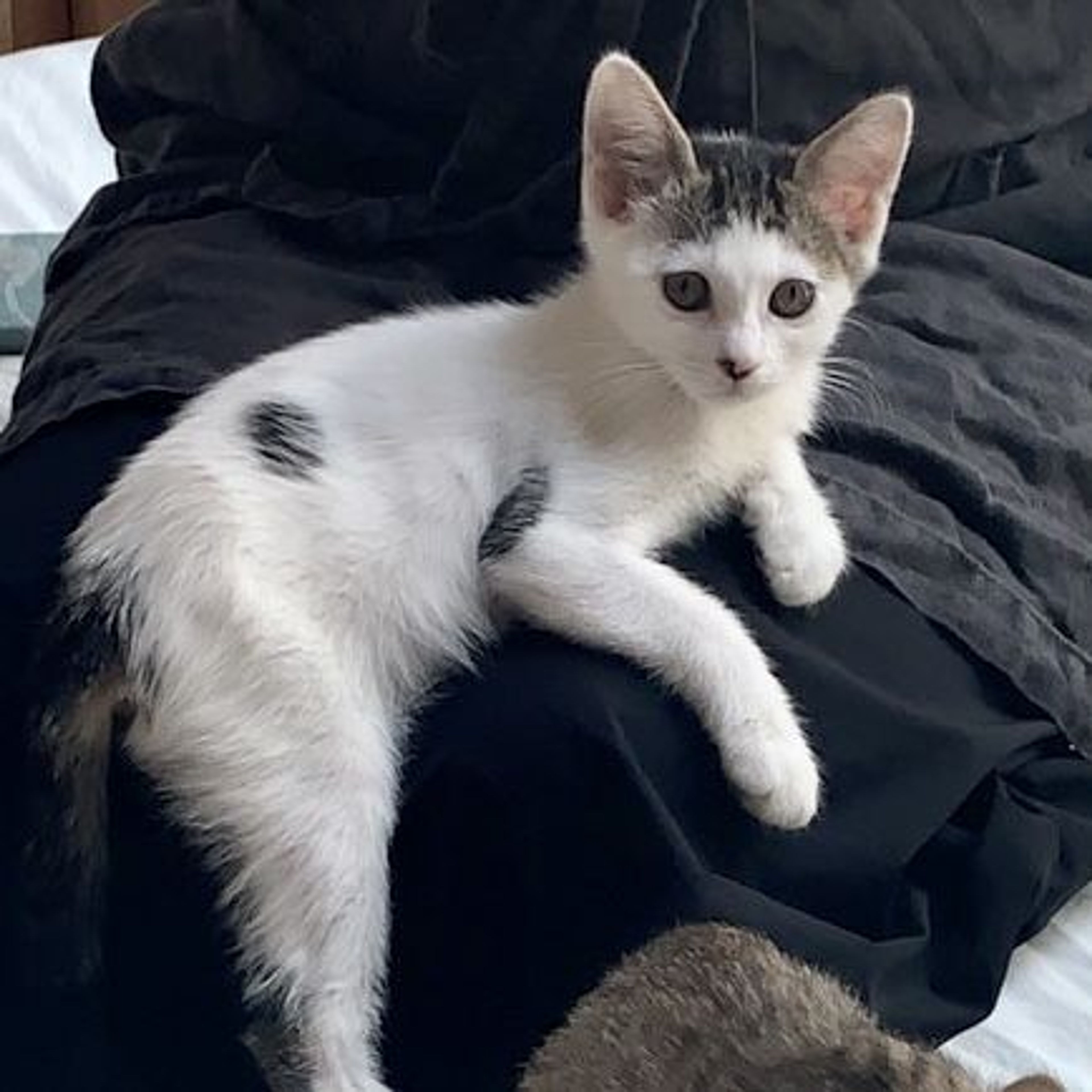 pet-image-5