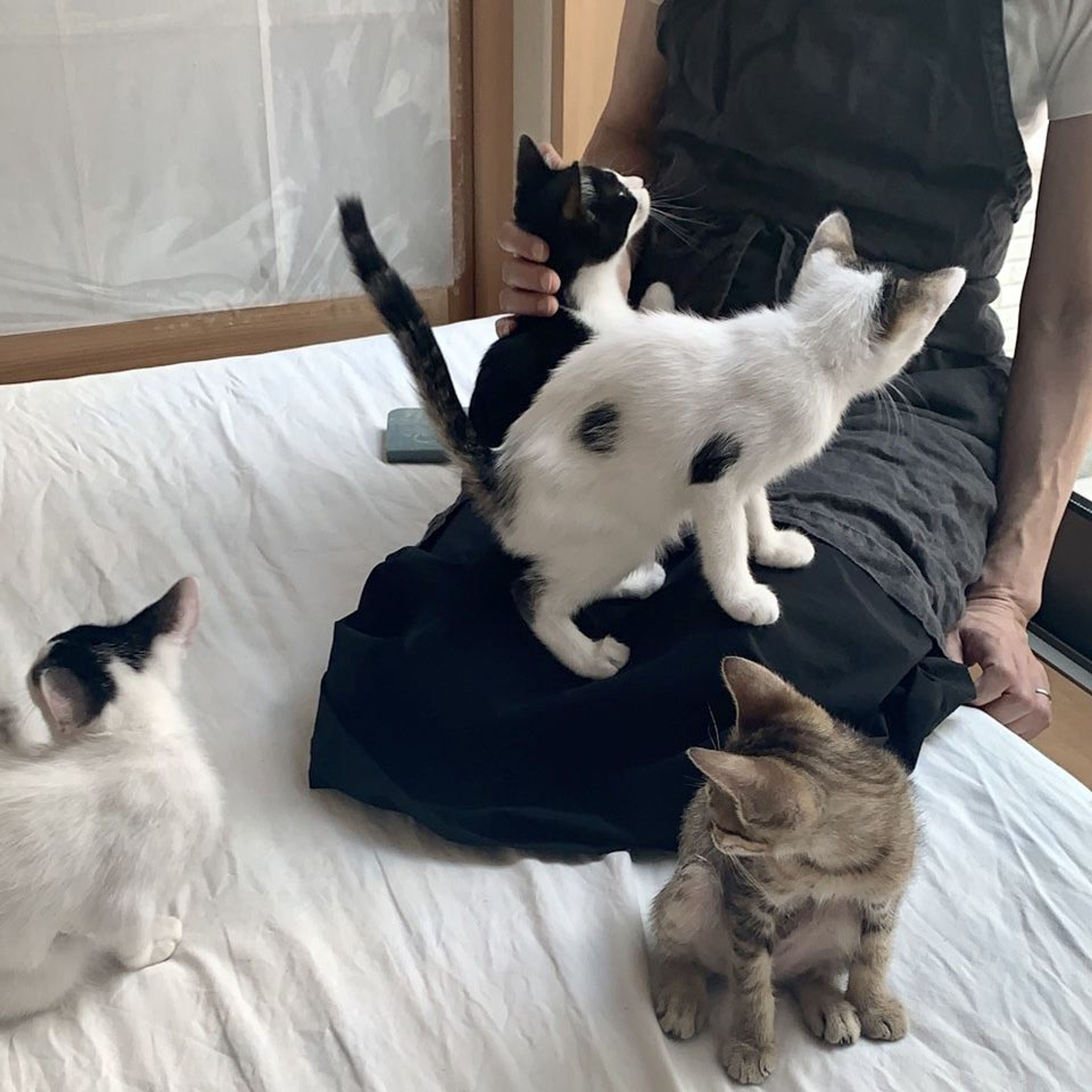 pet-image-6