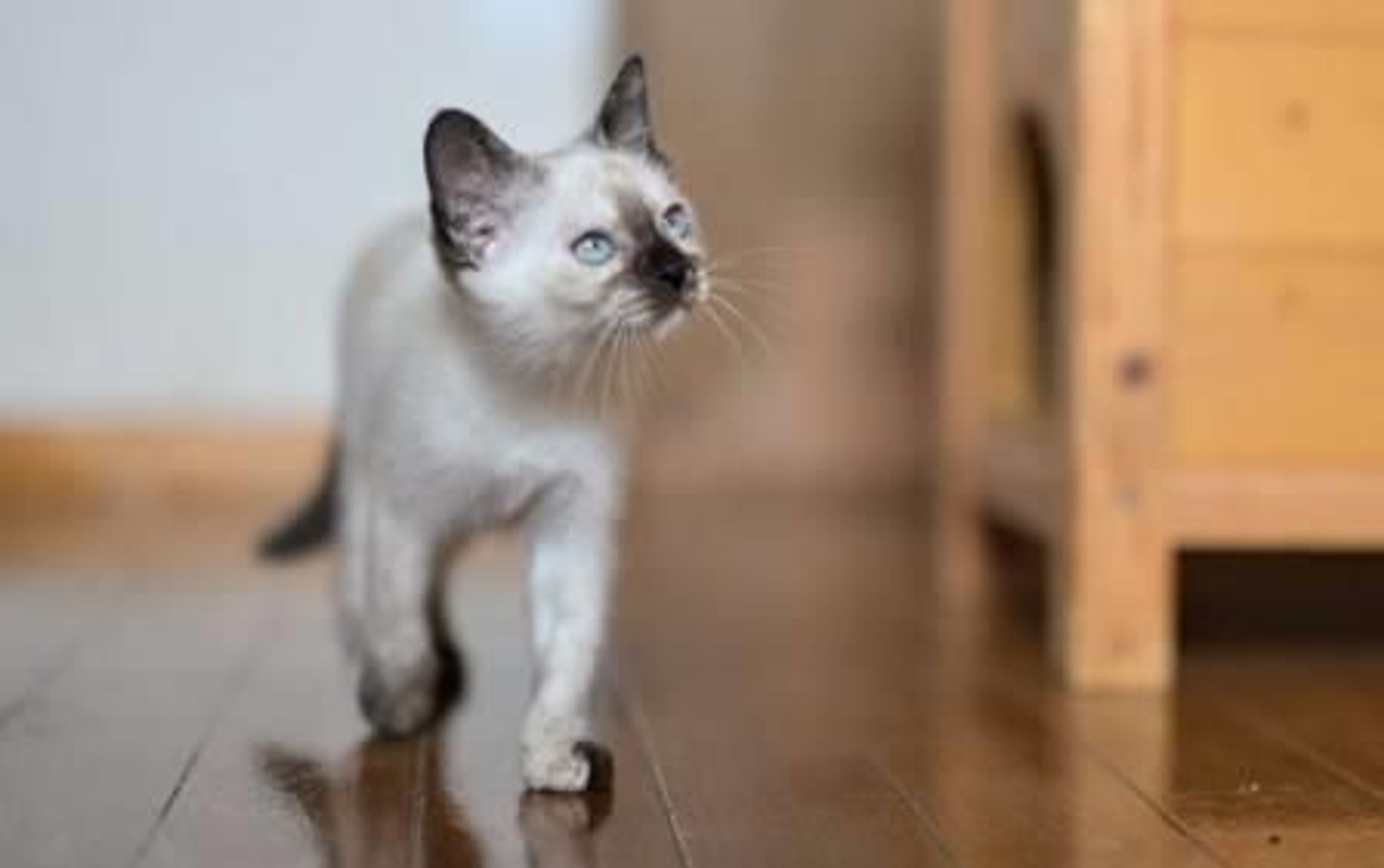 pet-image-4