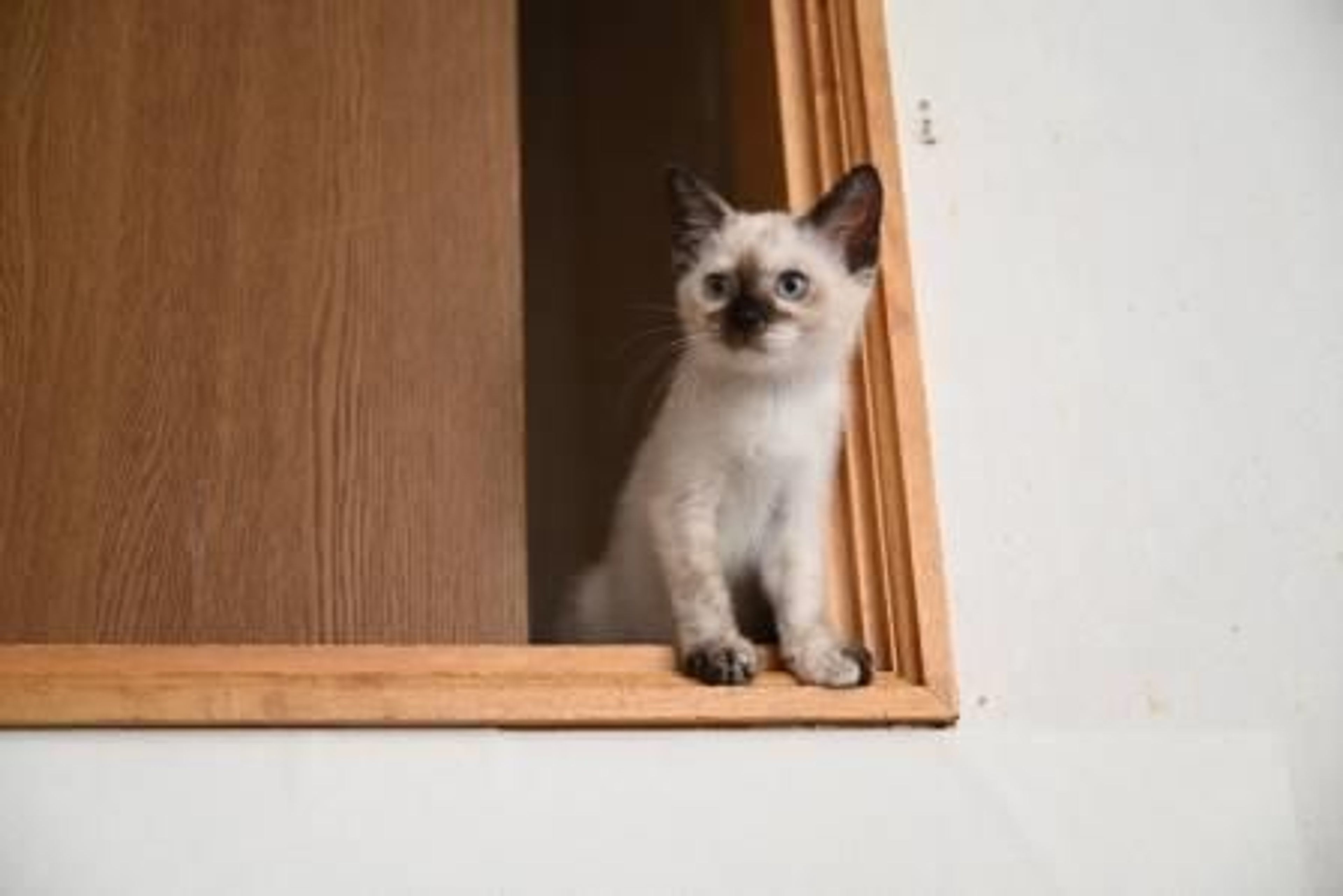 pet-image-5