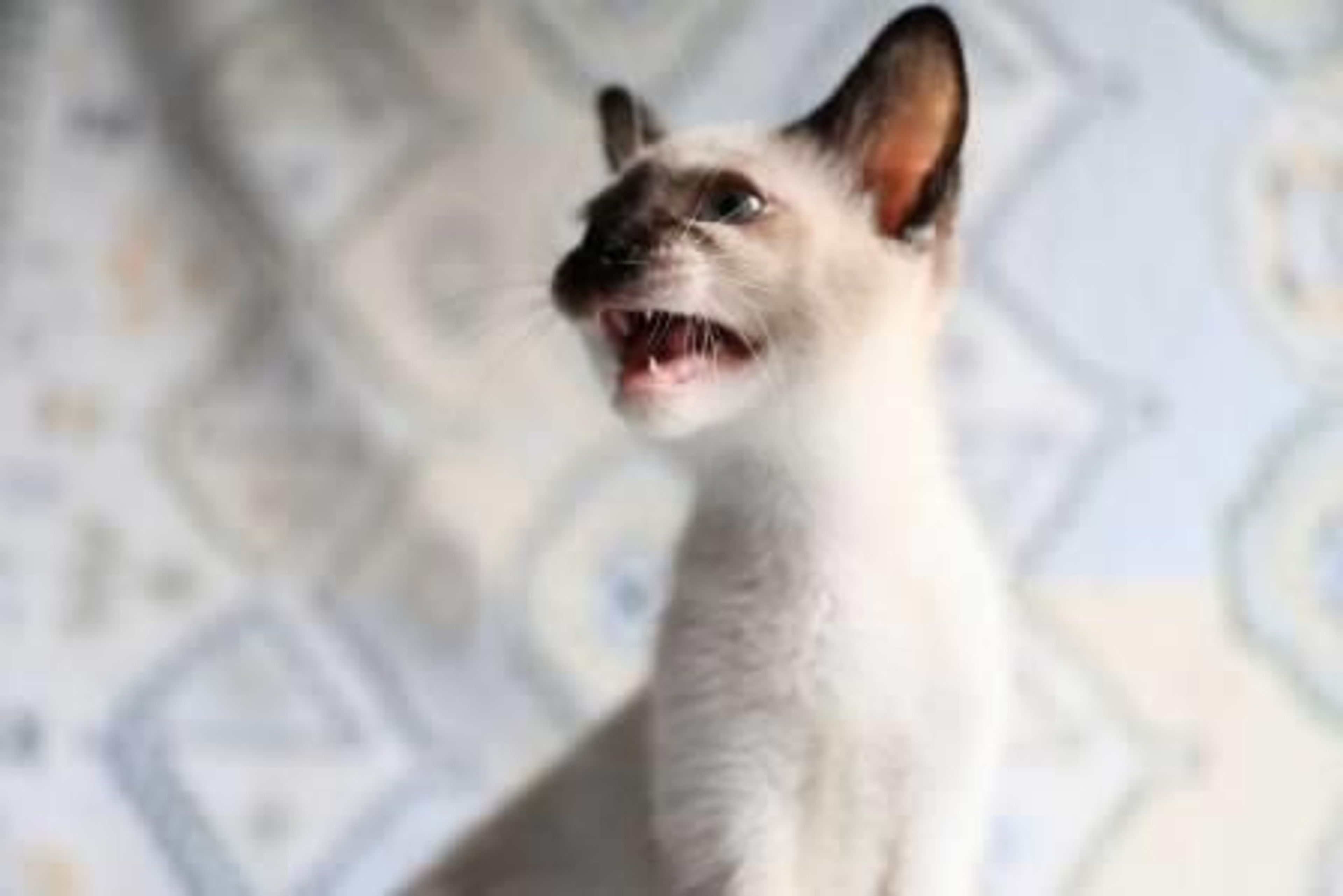 pet-image-6