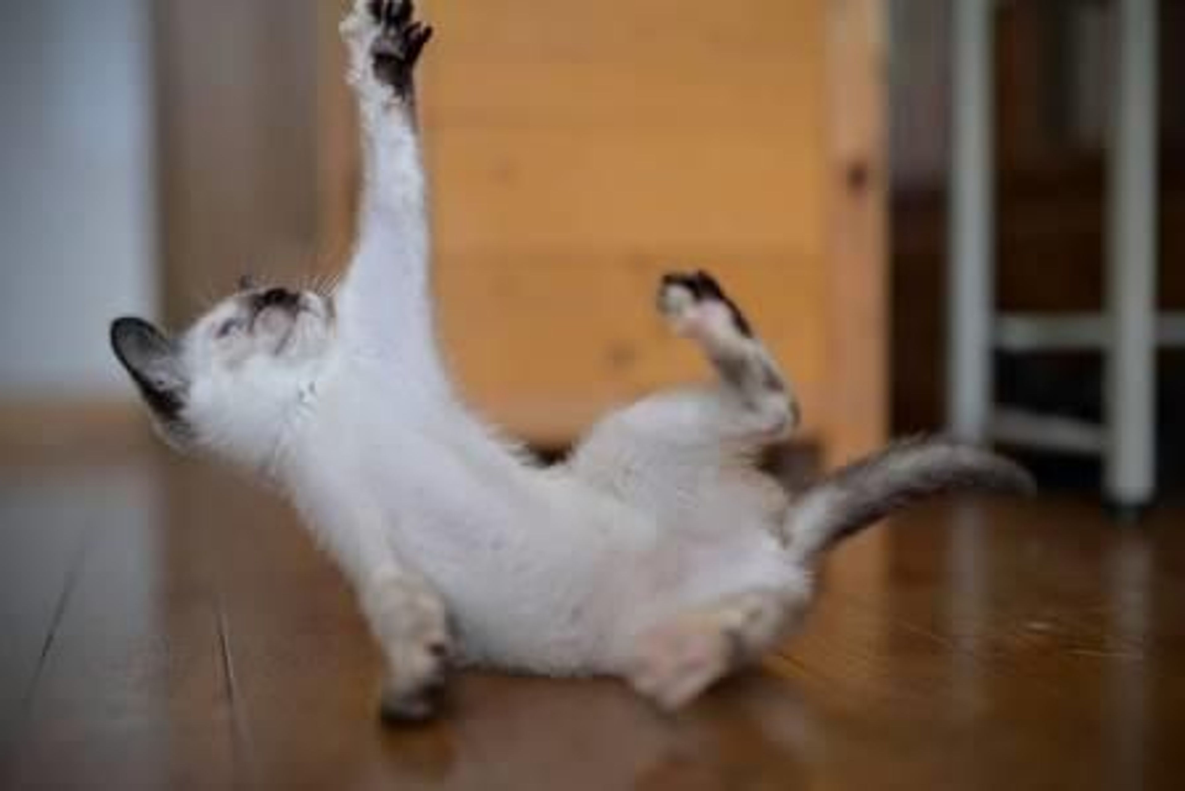pet-image-7