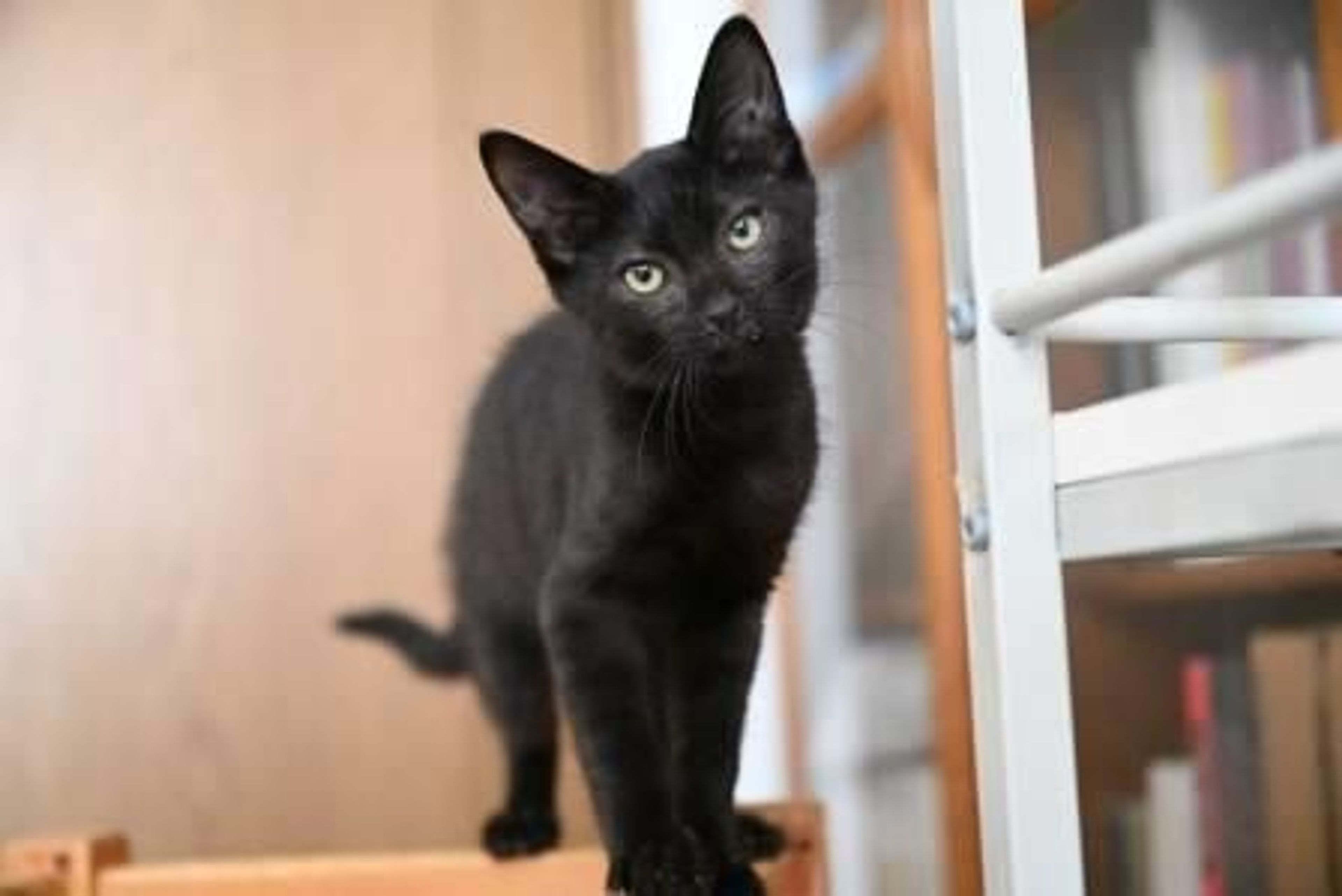 pet-image-4