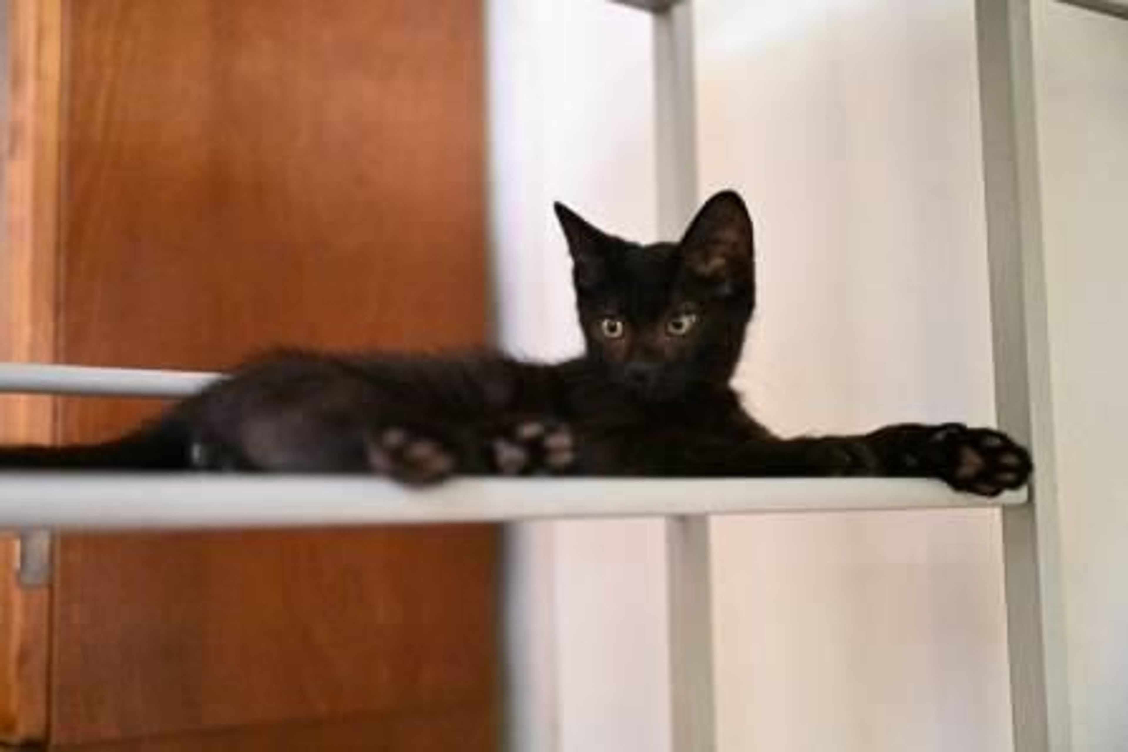 pet-image-5