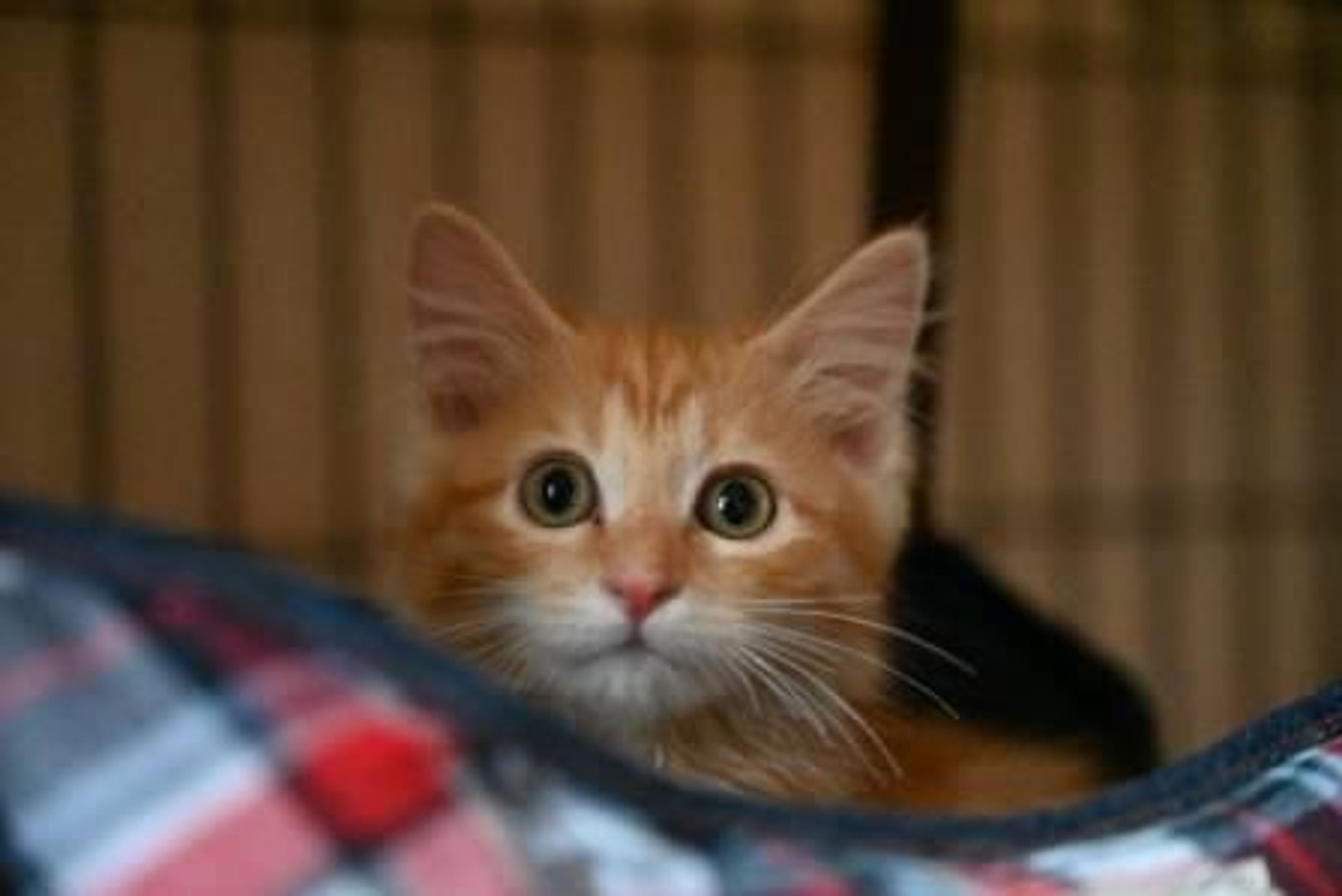 雑種（ミックス猫）・オスの里親募集の写真