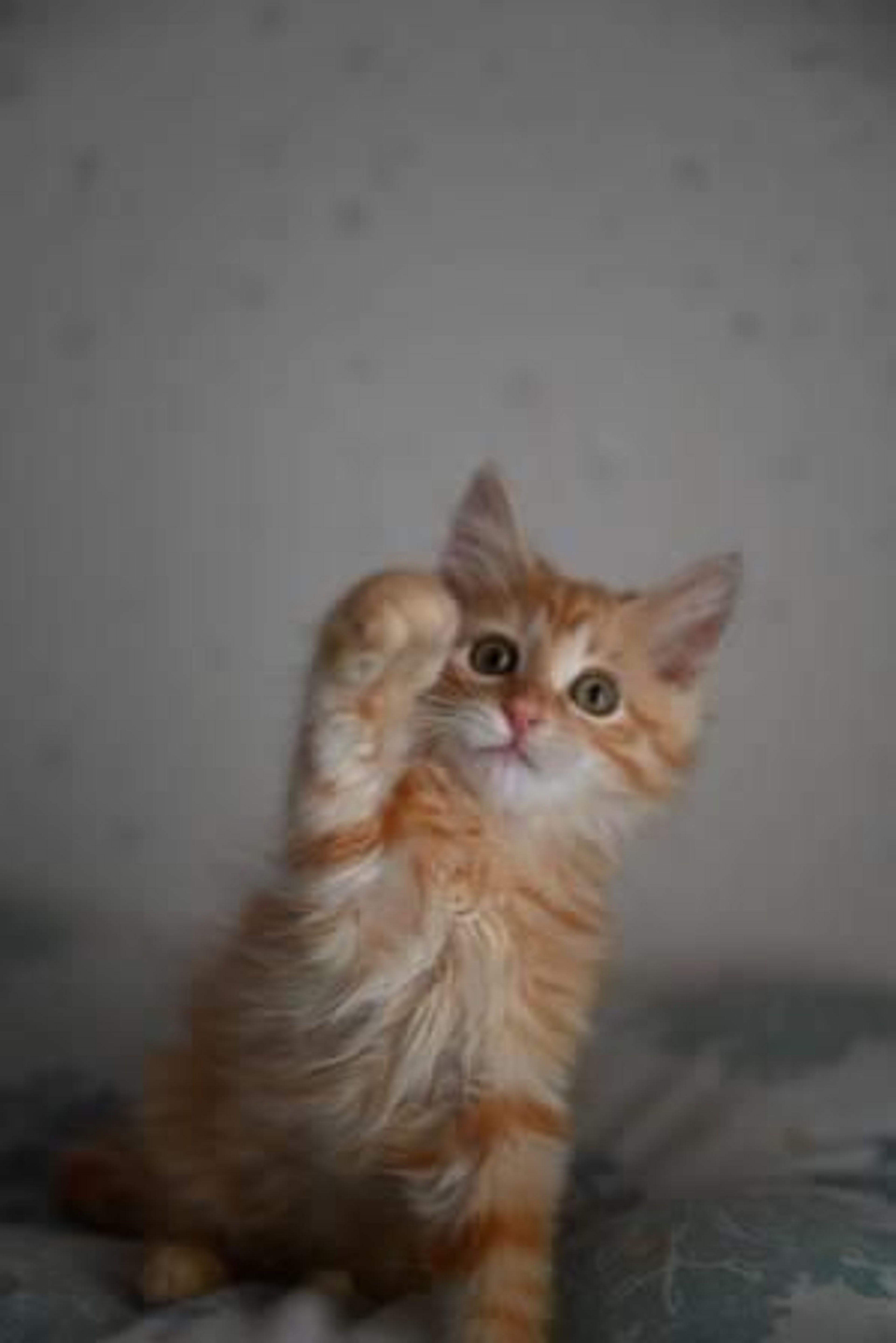 pet-image-3