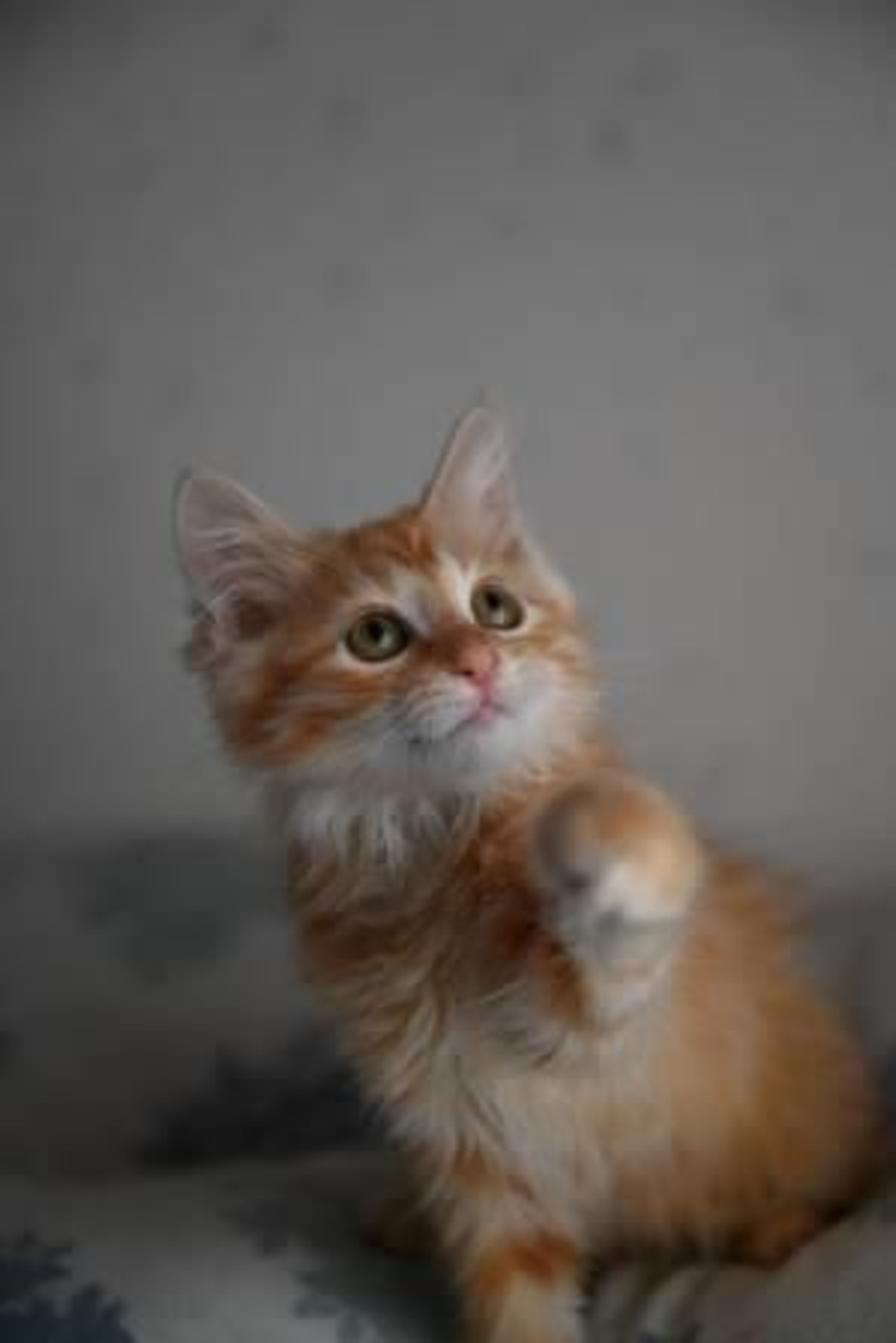 pet-image-4