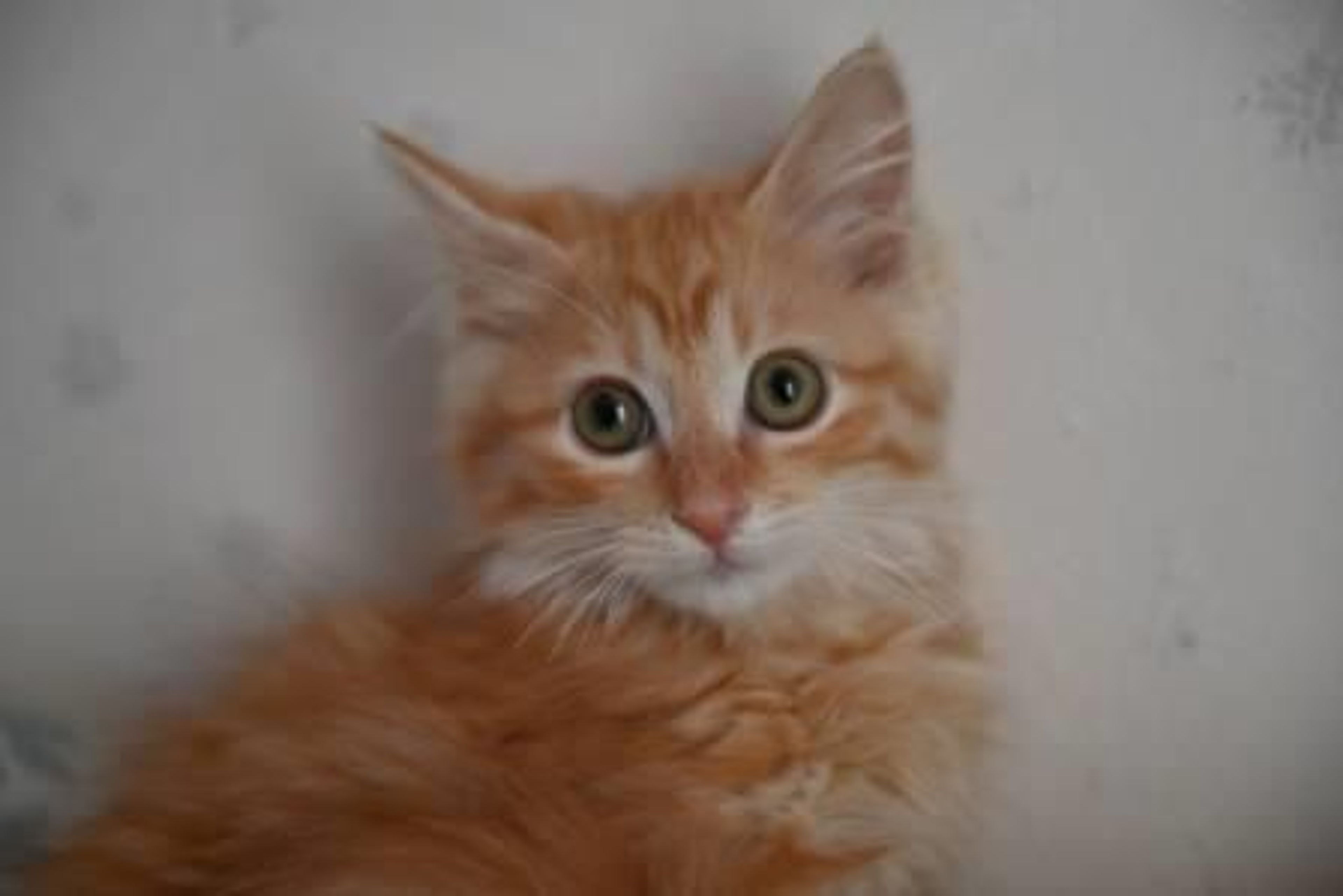 pet-image-5