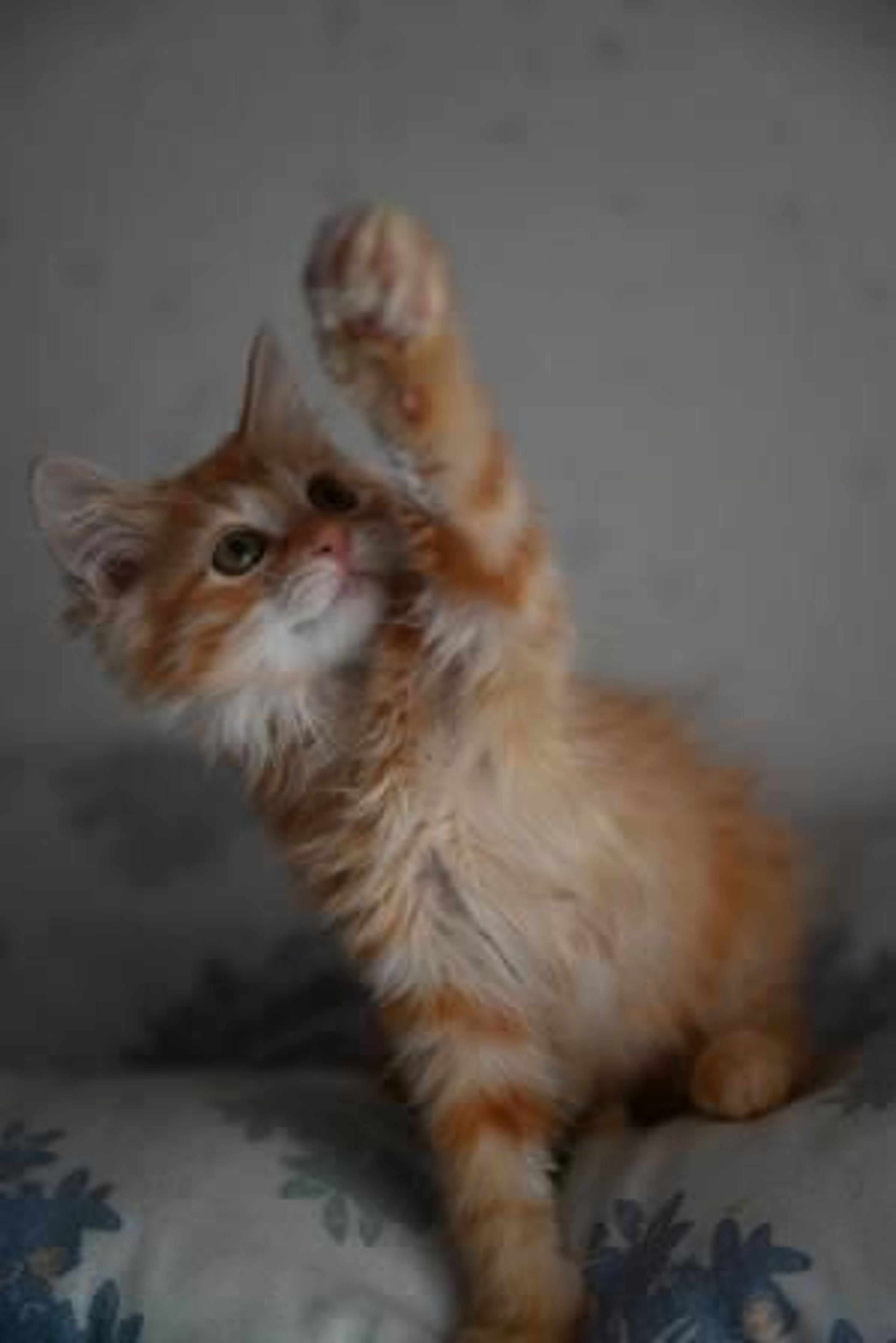 pet-image-6