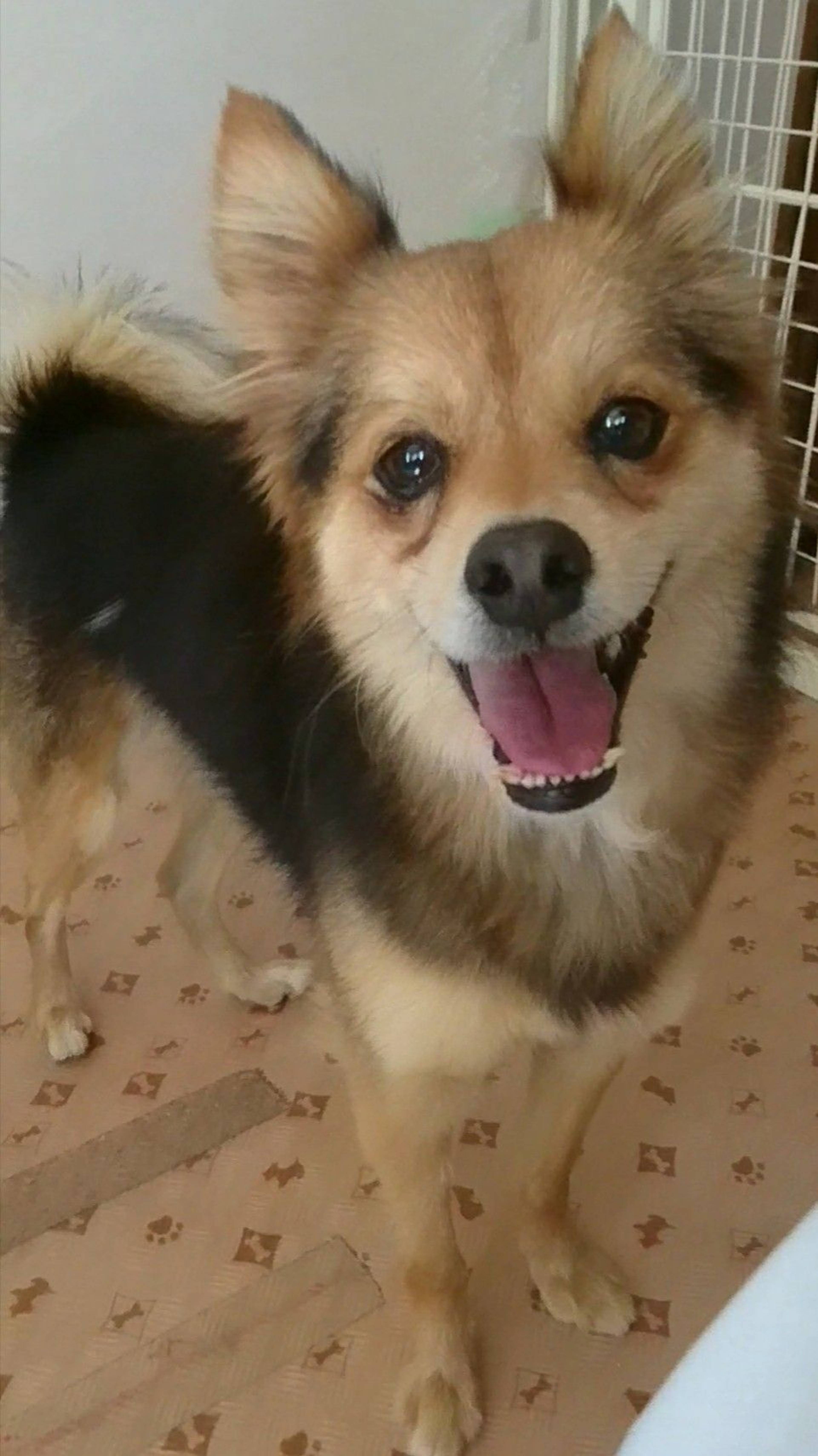 雑種（ミックス犬）・オスの里親募集の写真