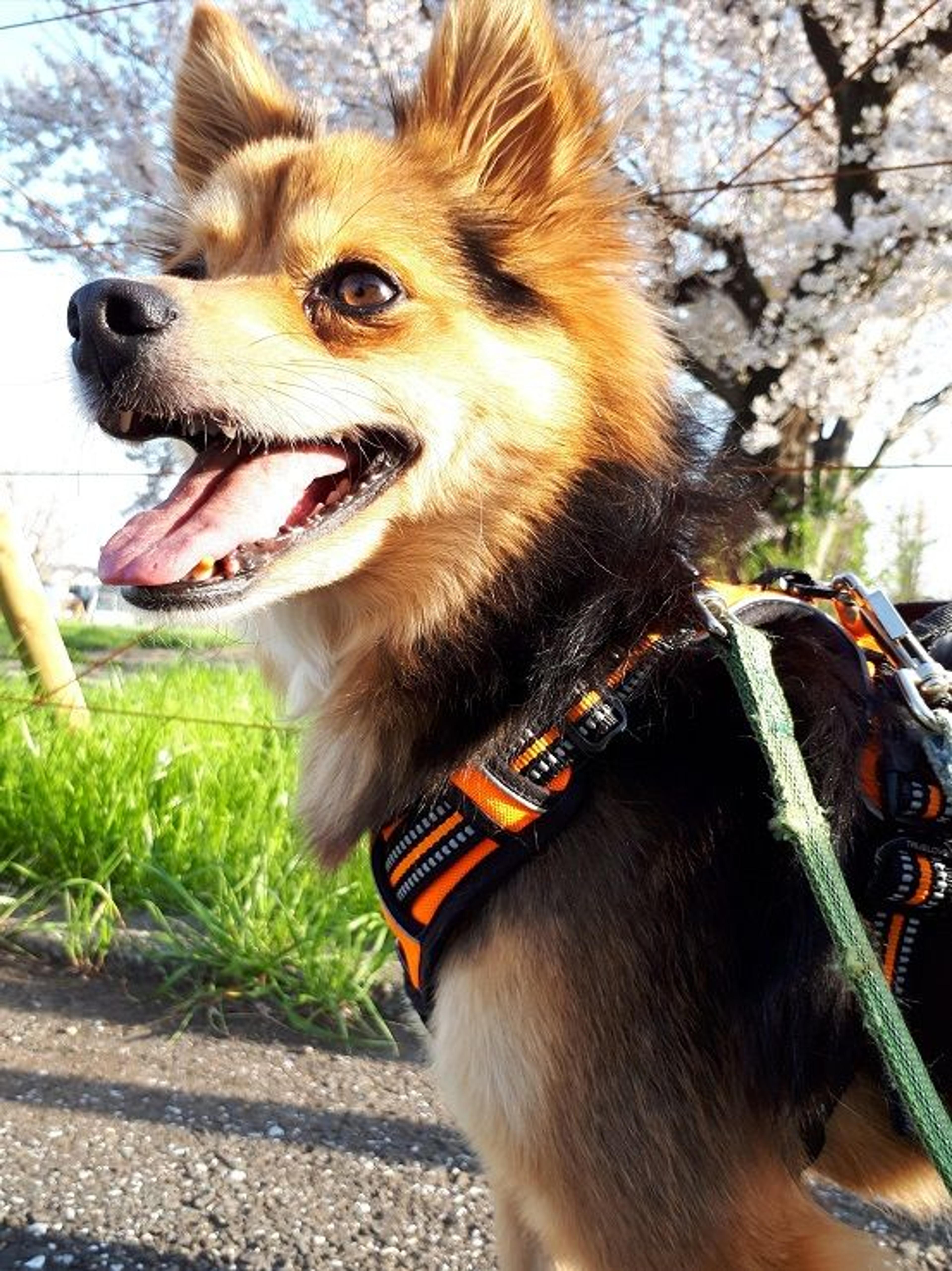 pet-image-2