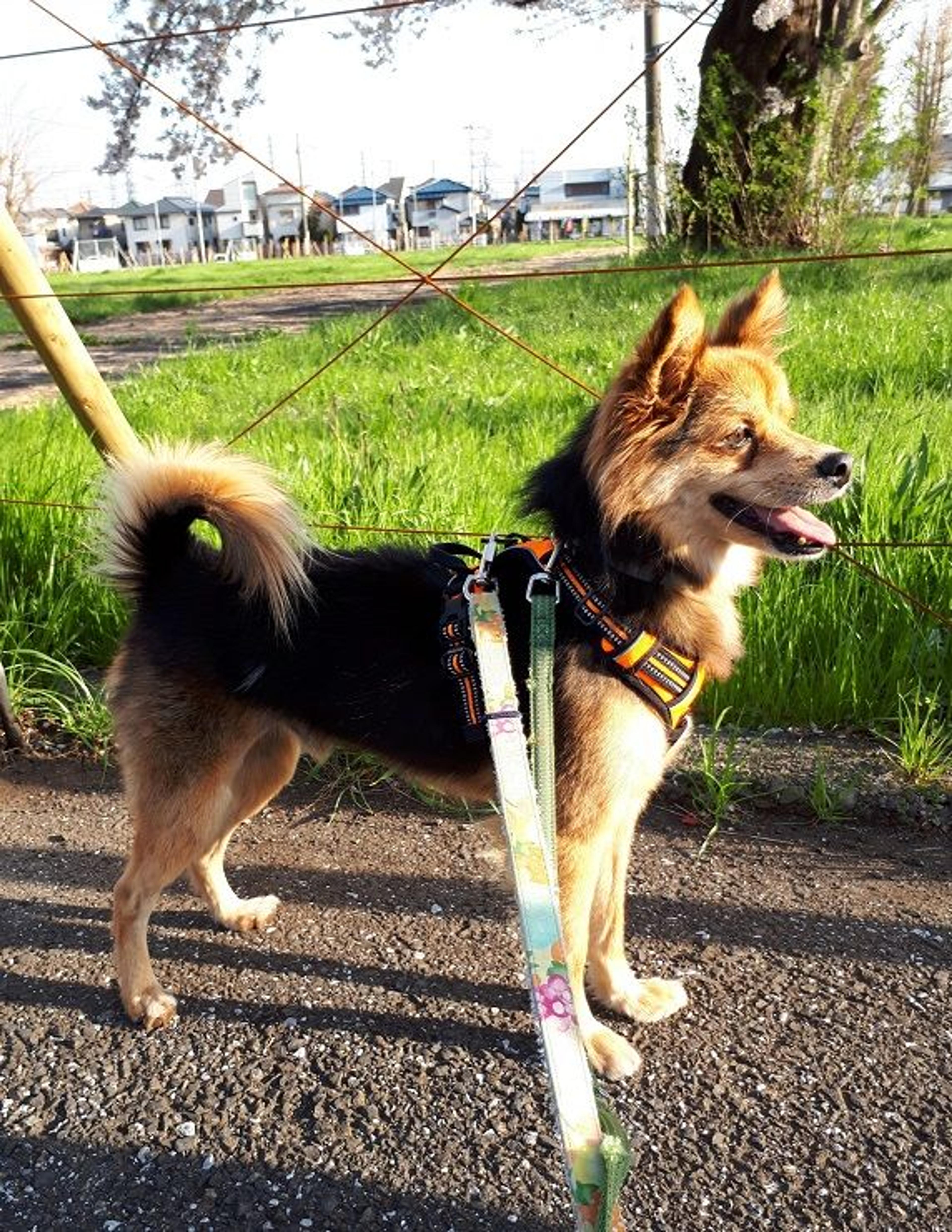 pet-image-3