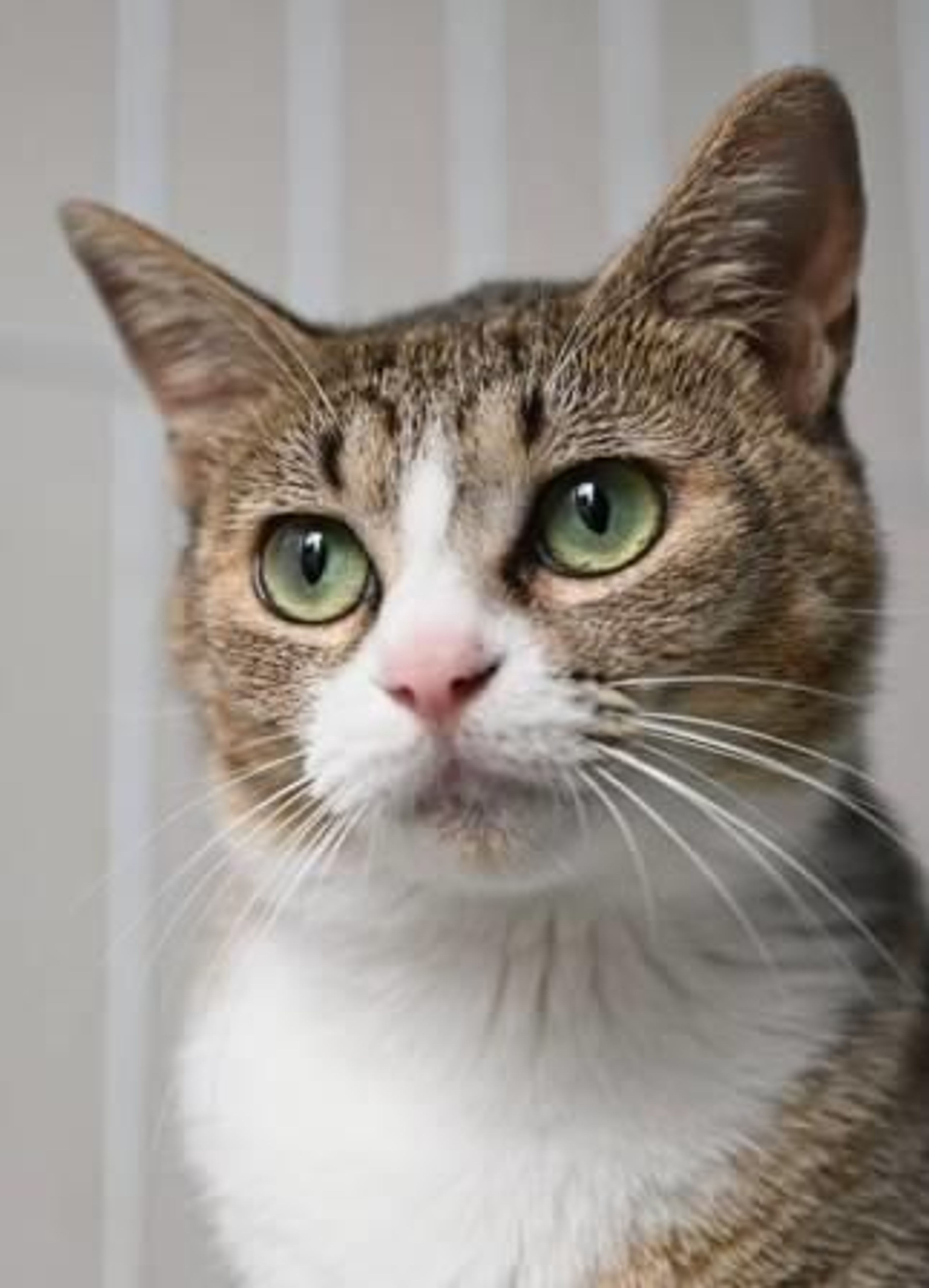 雑種（ミックス猫）・メスの里親募集の写真