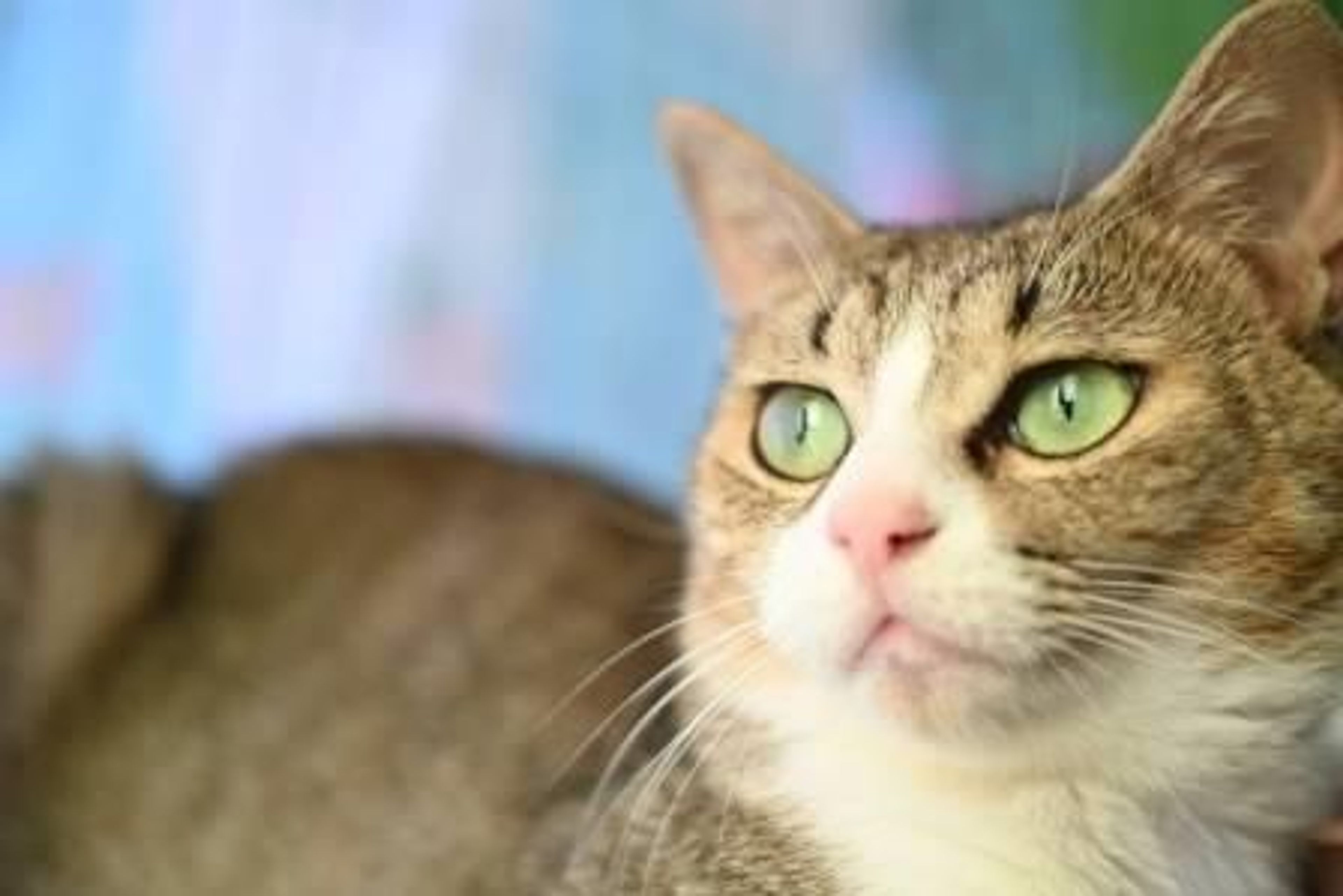pet-image-4