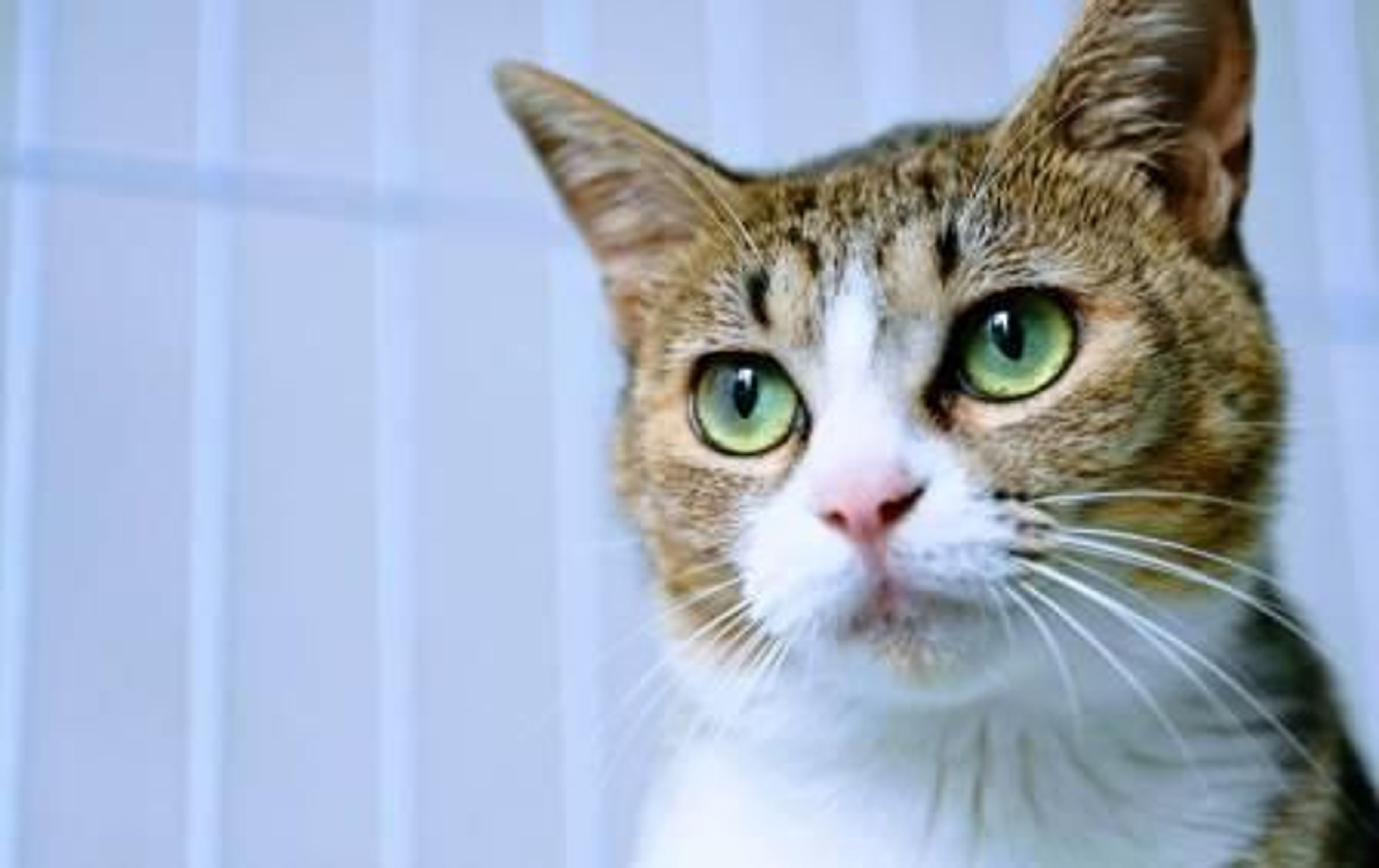 pet-image-5