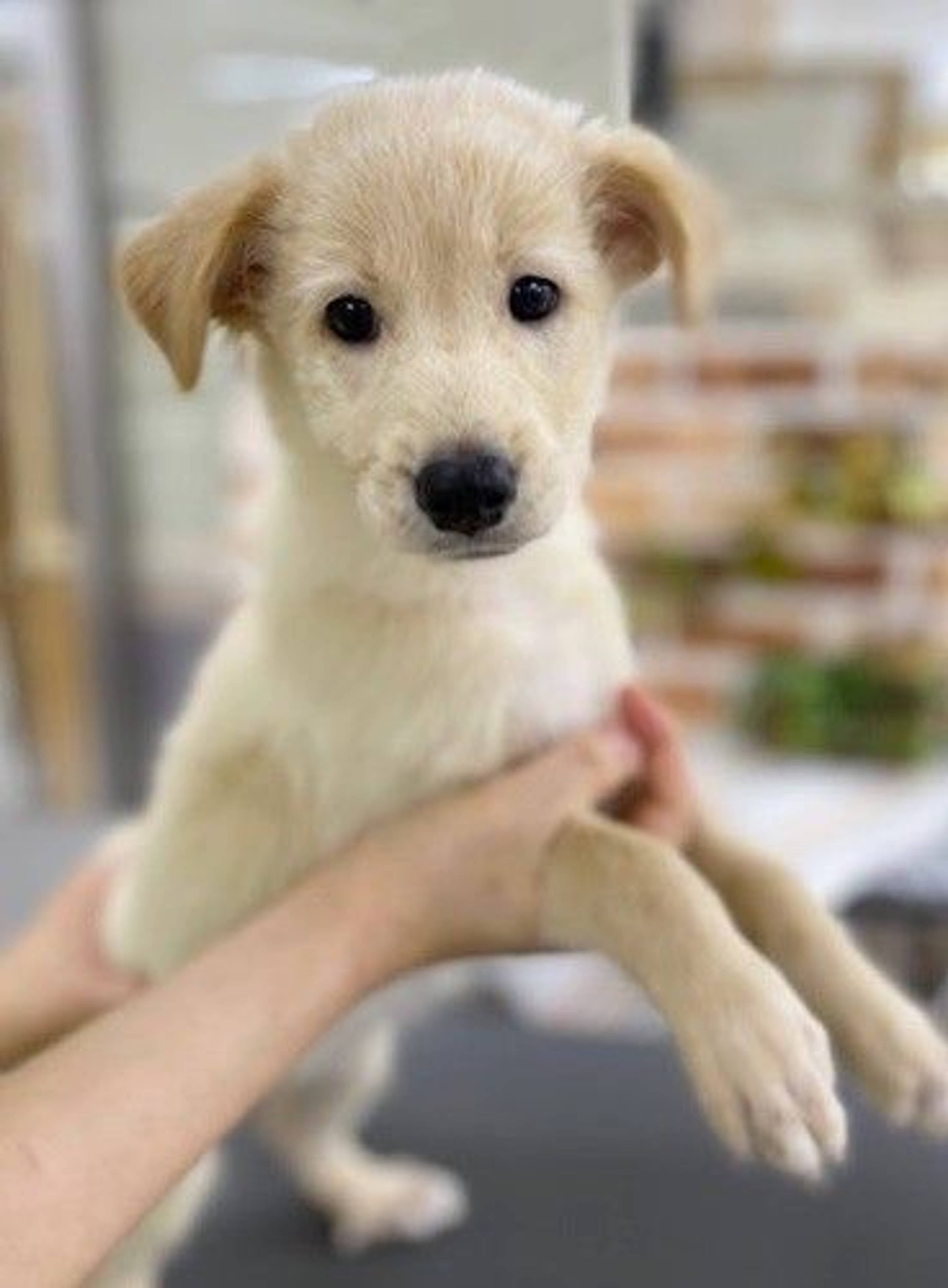 雑種（ミックス犬）・オスの里親募集の写真