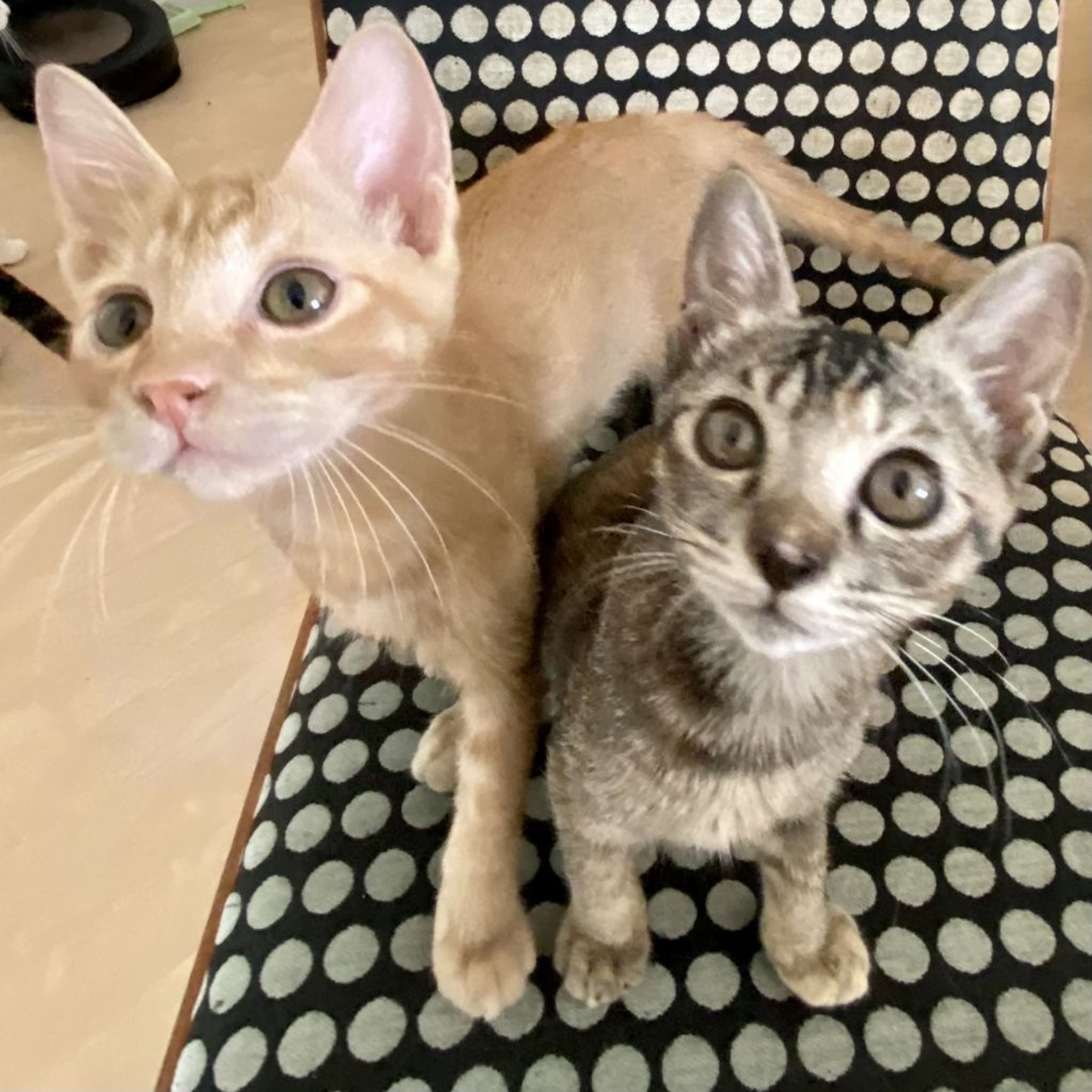 pet-image-4