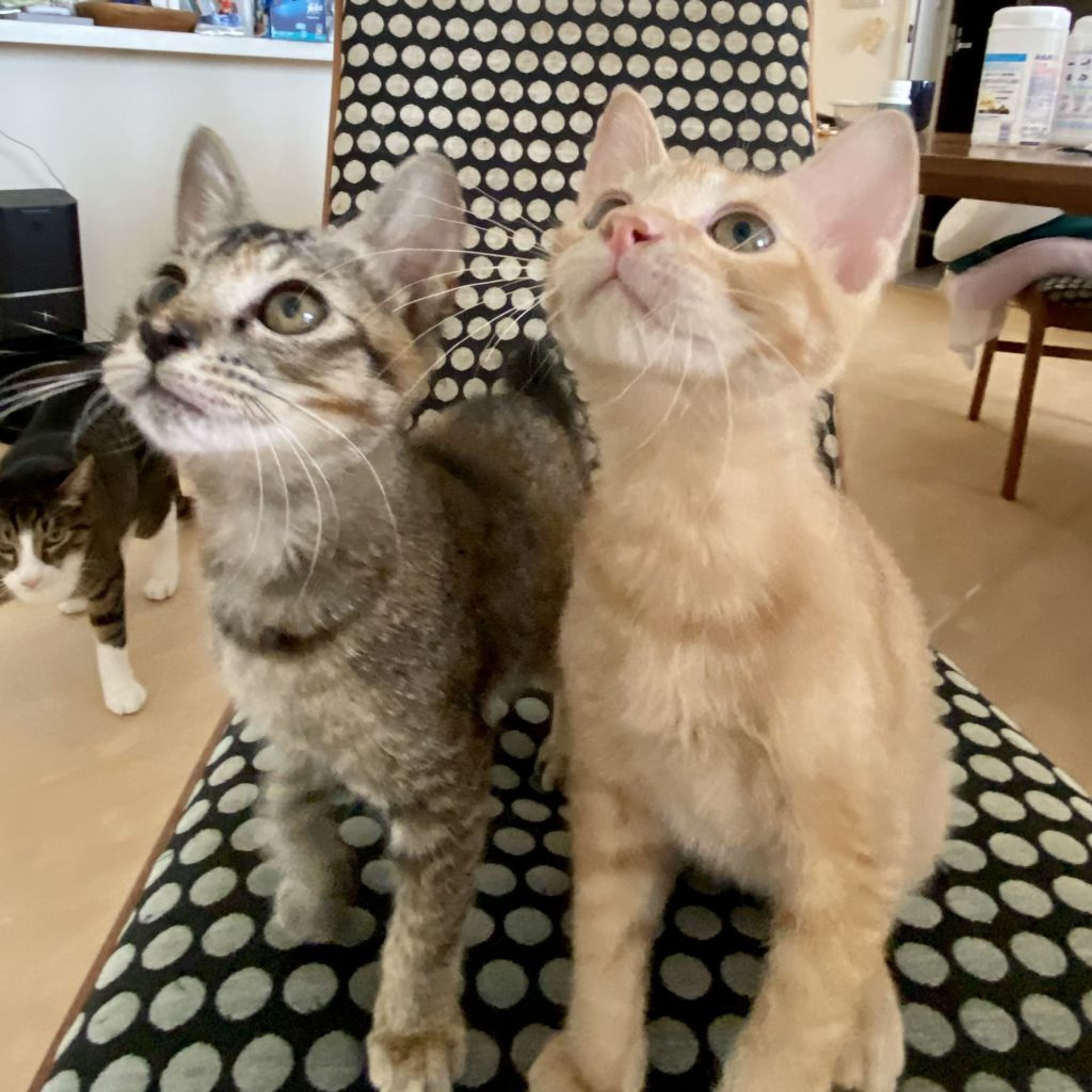 pet-image-5