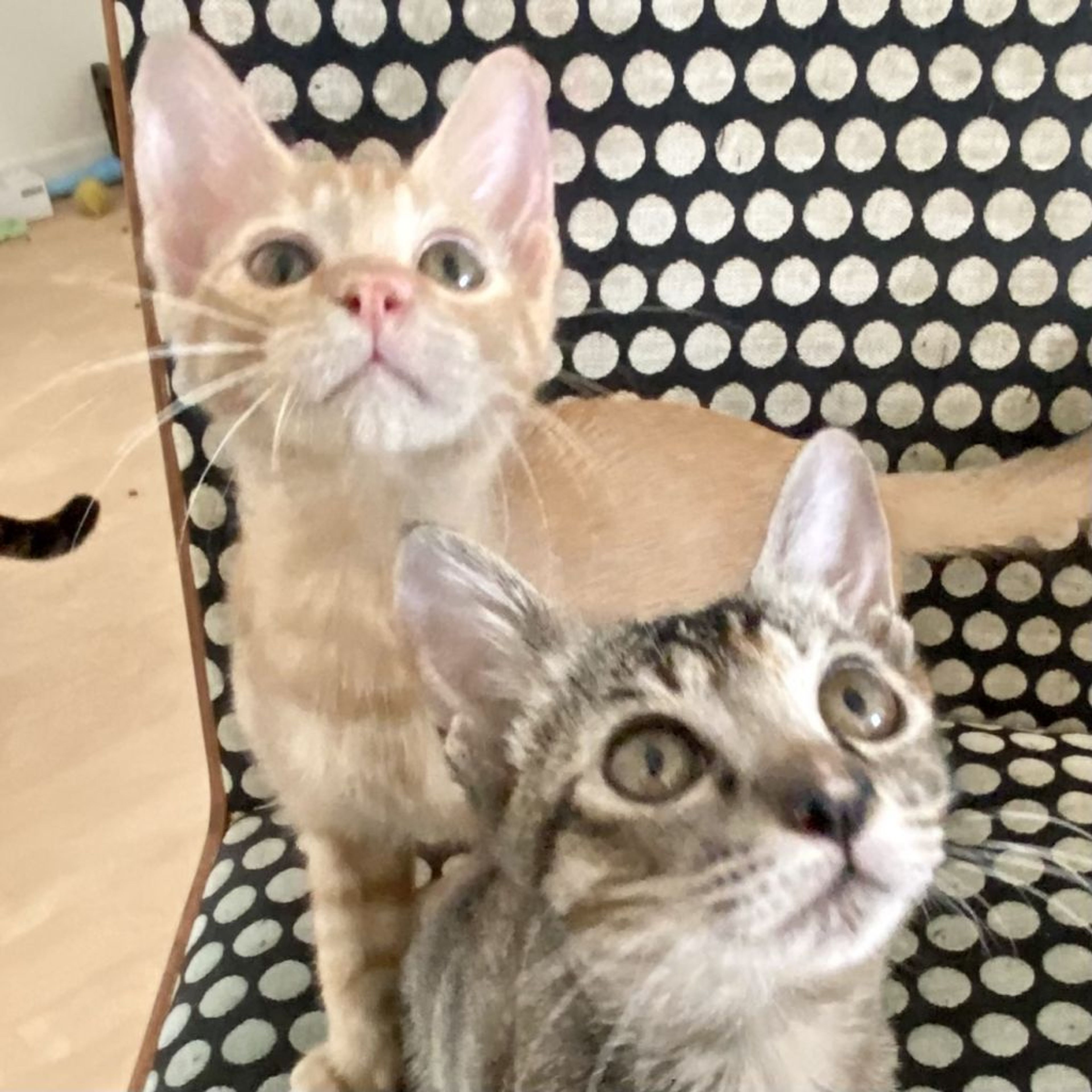 pet-image-6