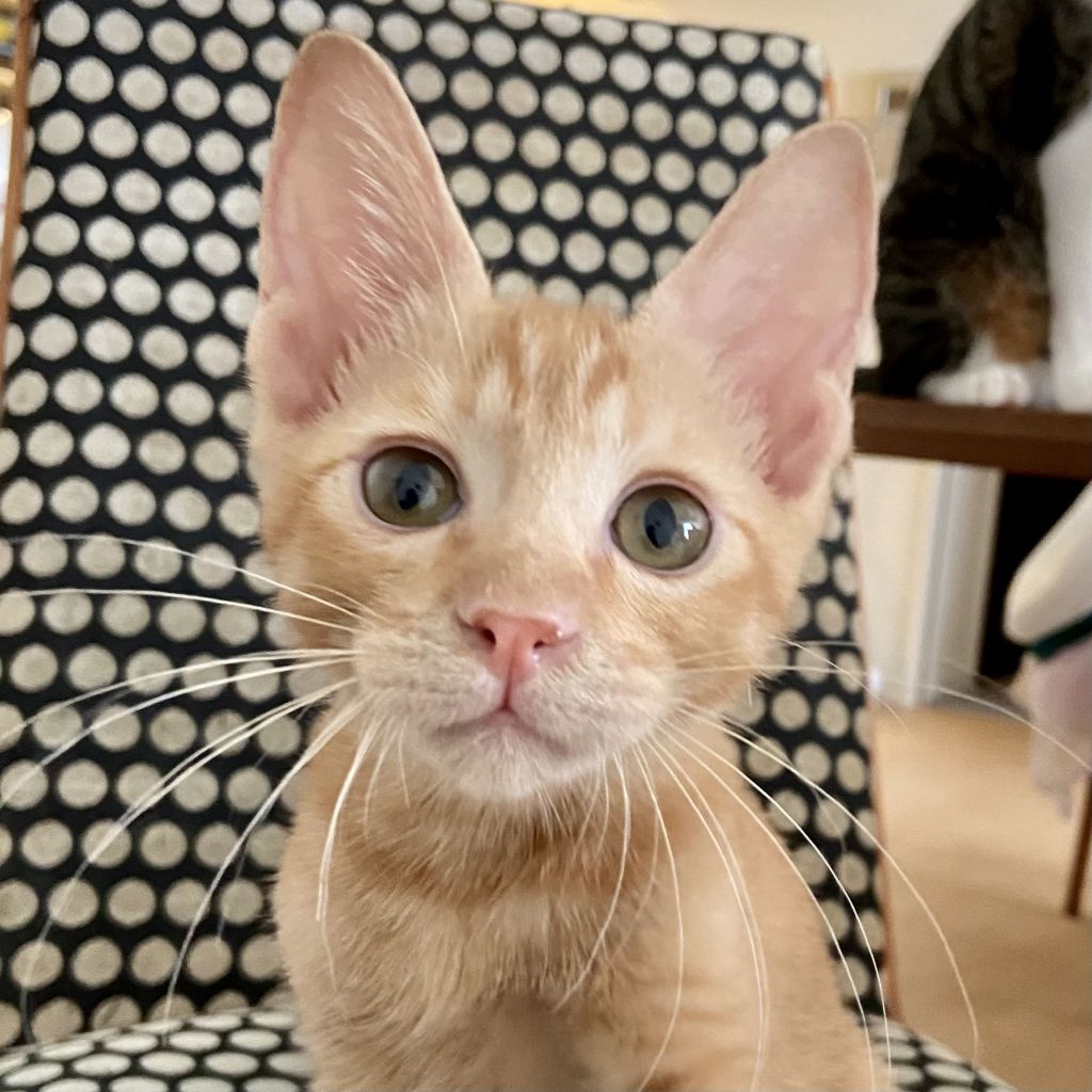 pet-image-7