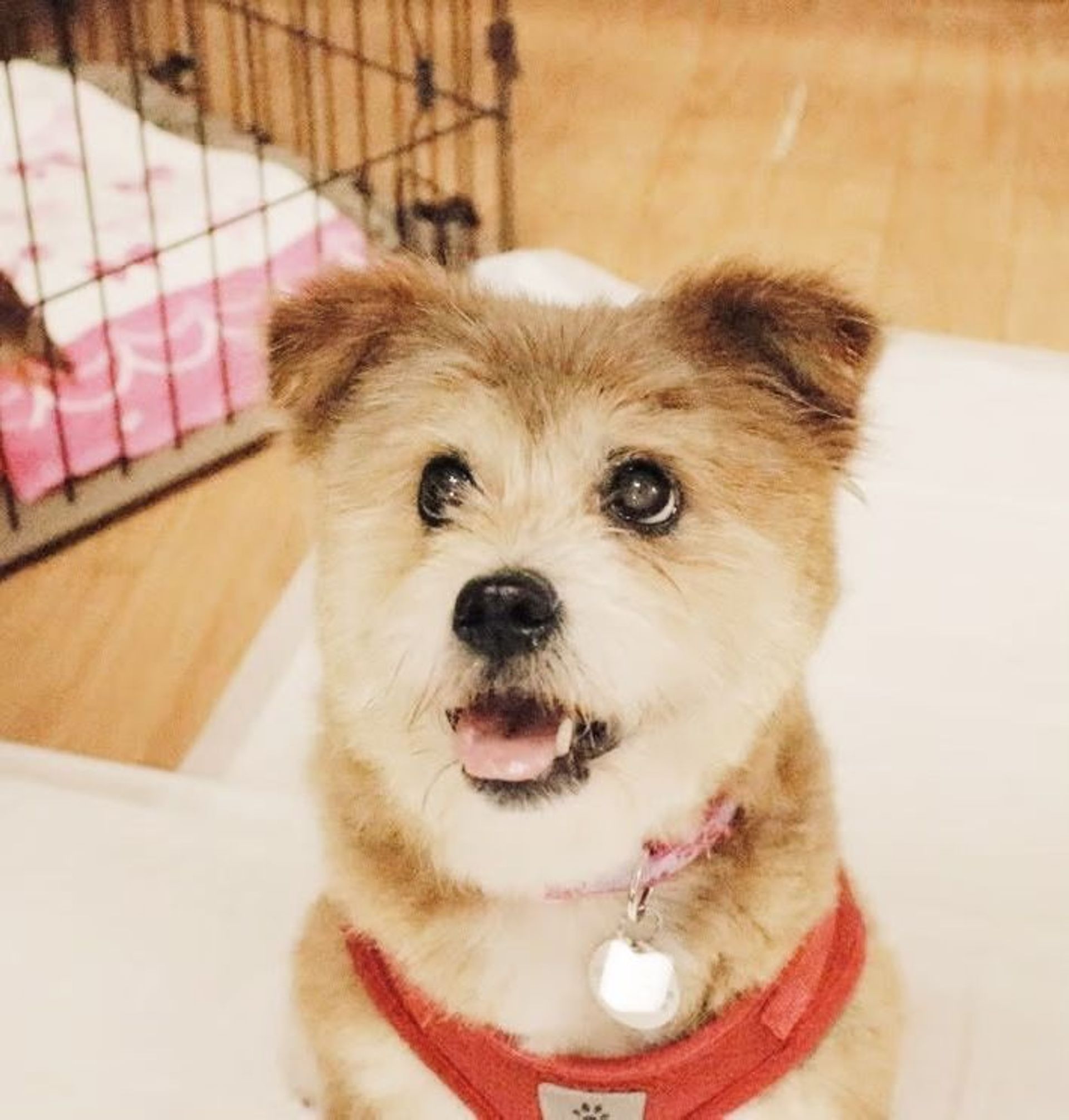 雑種（ミックス犬）・メスの里親募集の写真