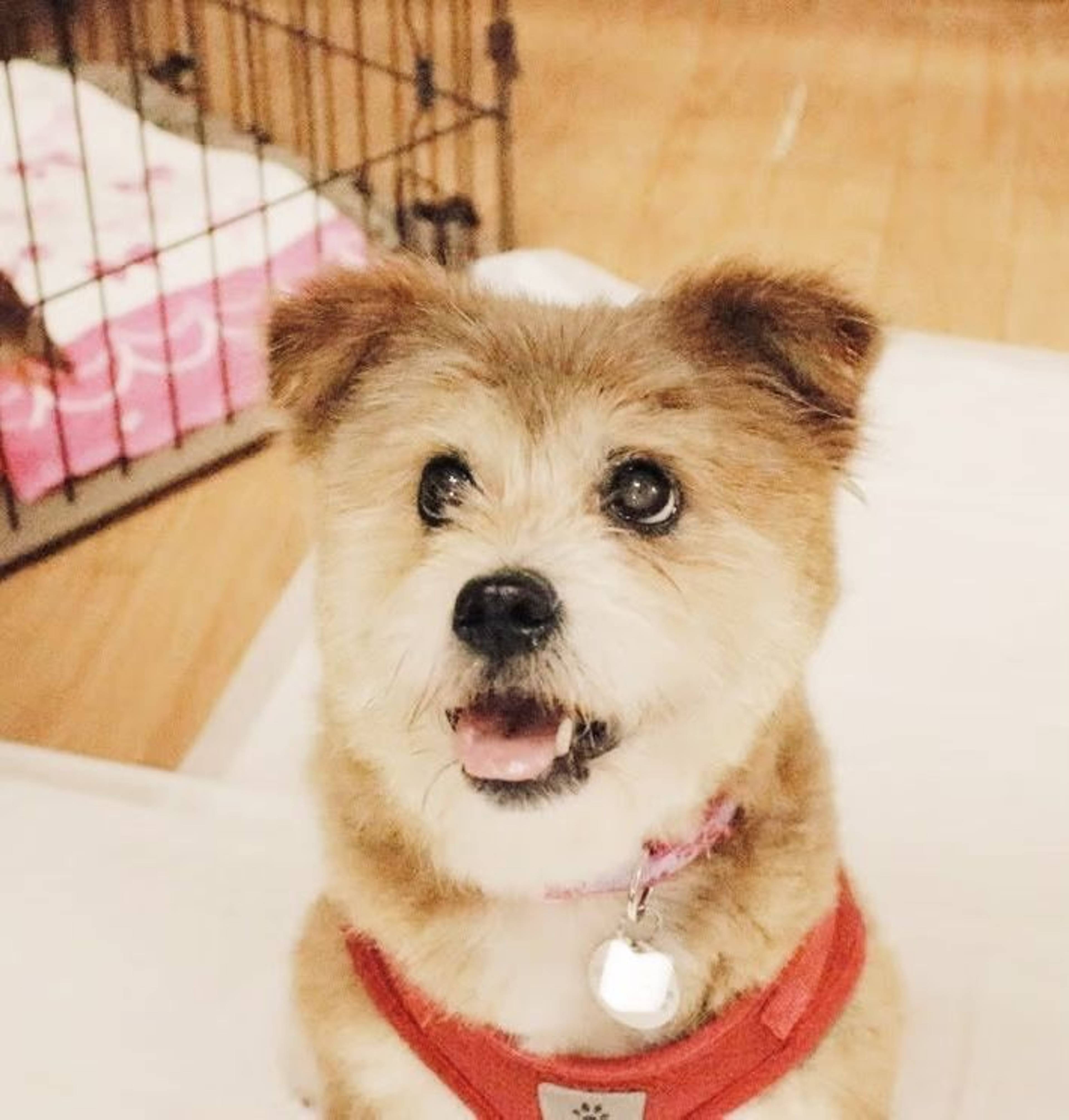 雑種（ミックス犬）・メスの里親募集の写真