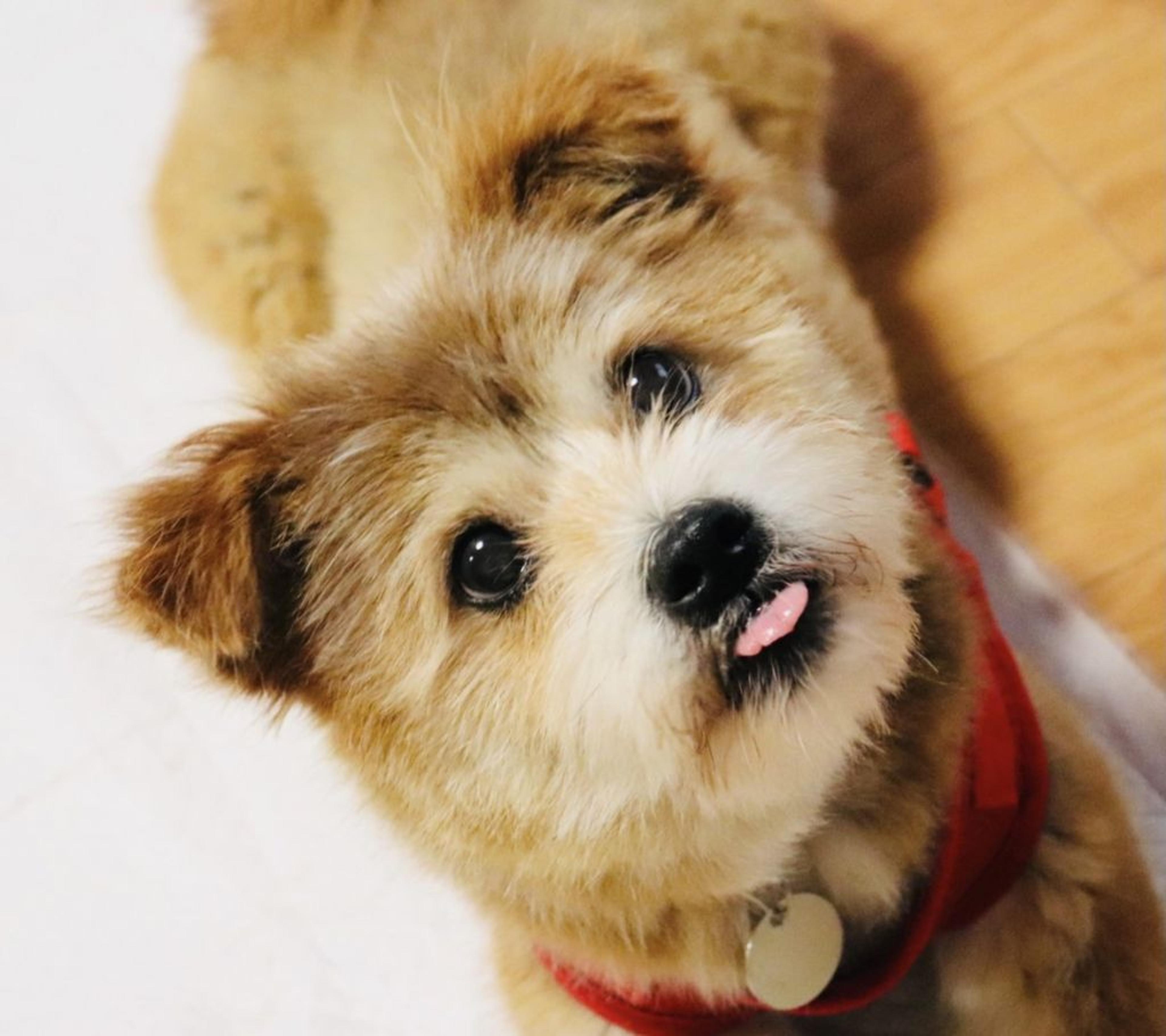pet-image-2