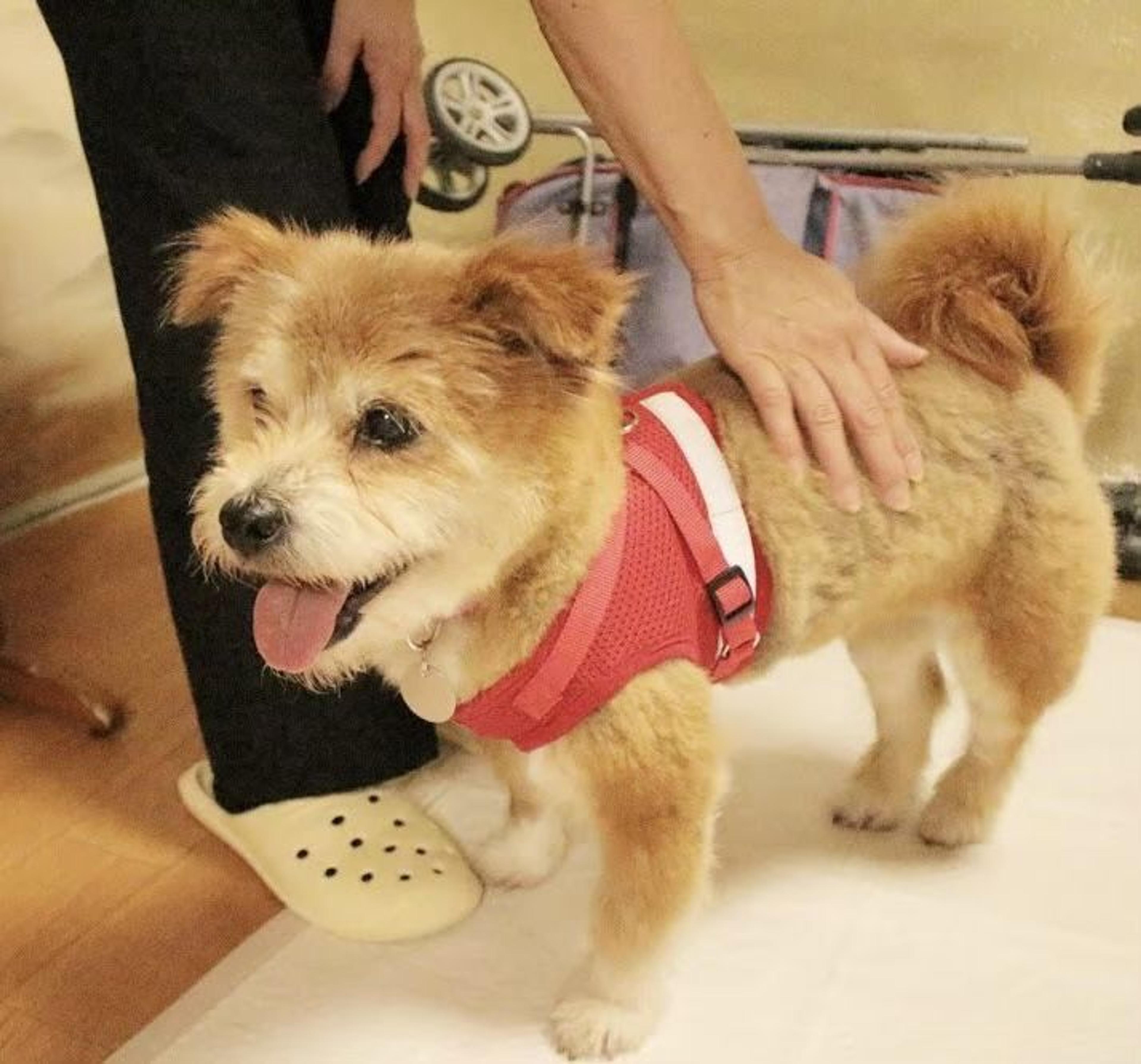 pet-image-3