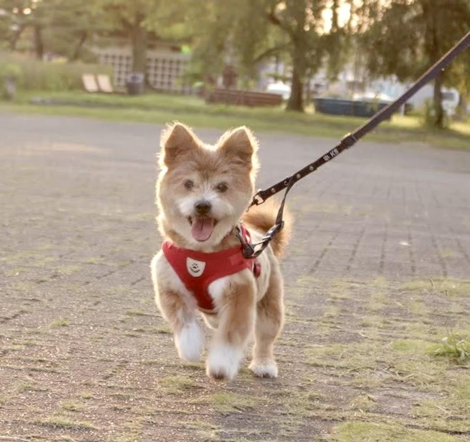 pet-image-4