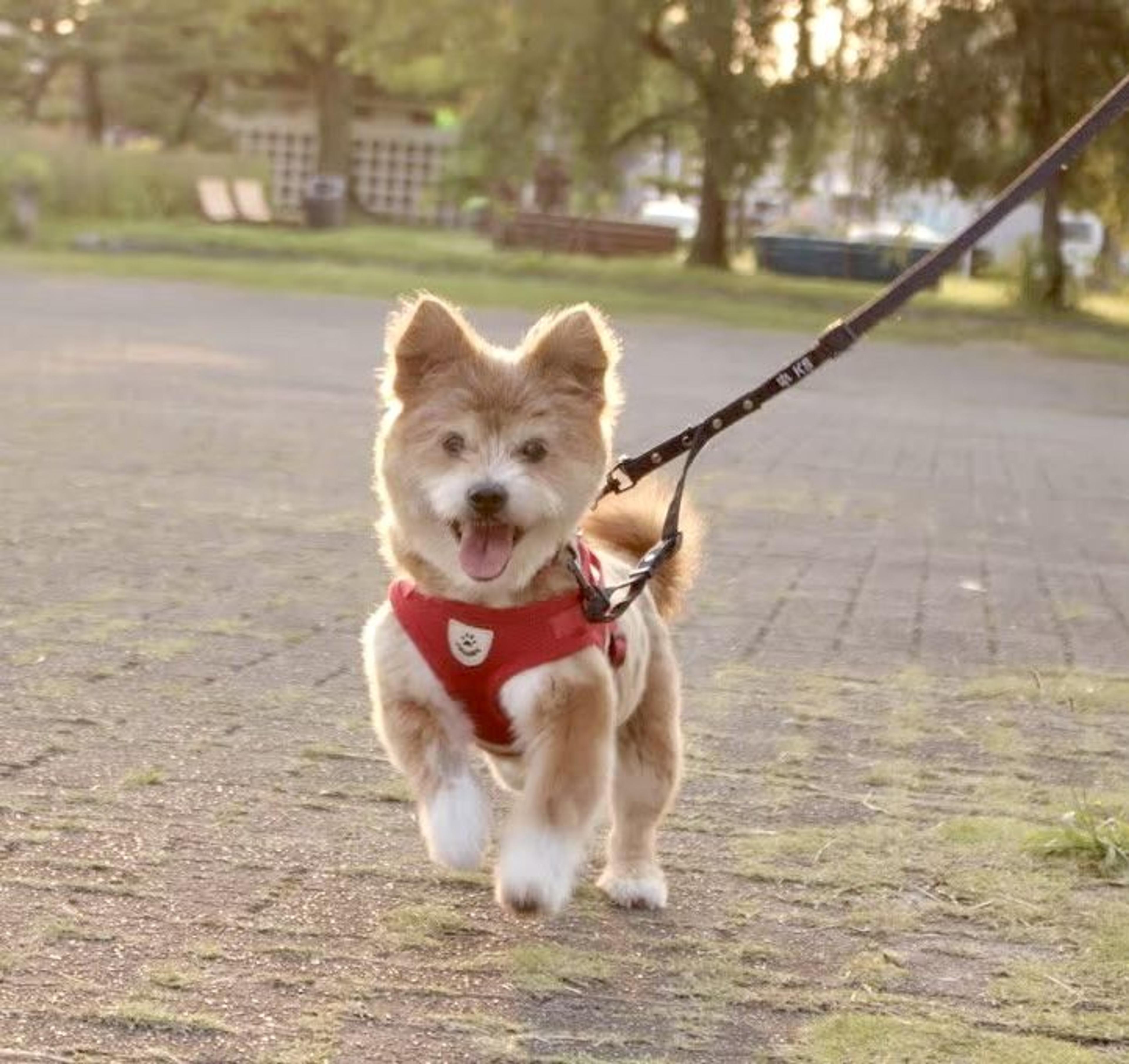 pet-image-4