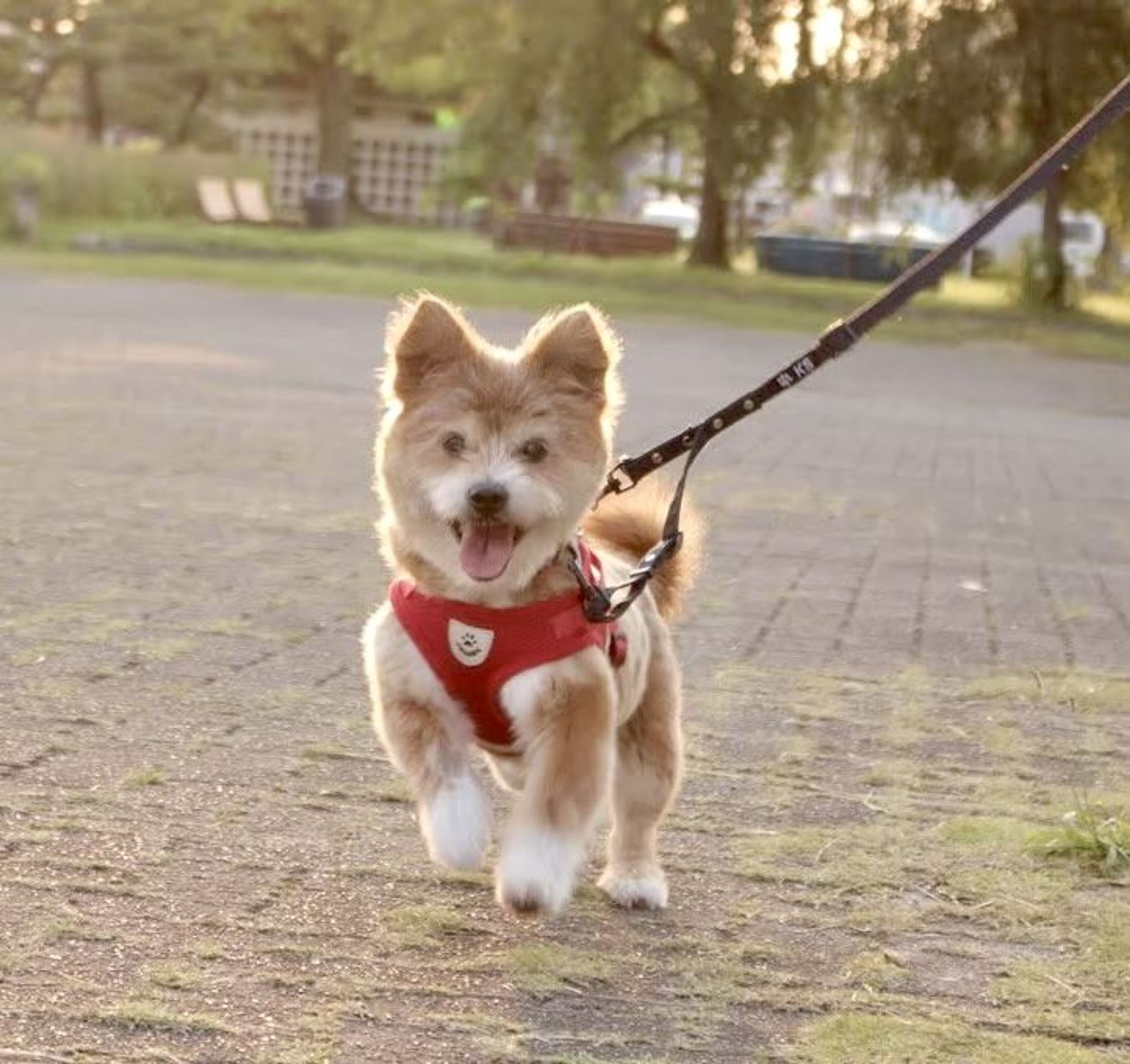 pet-image-4