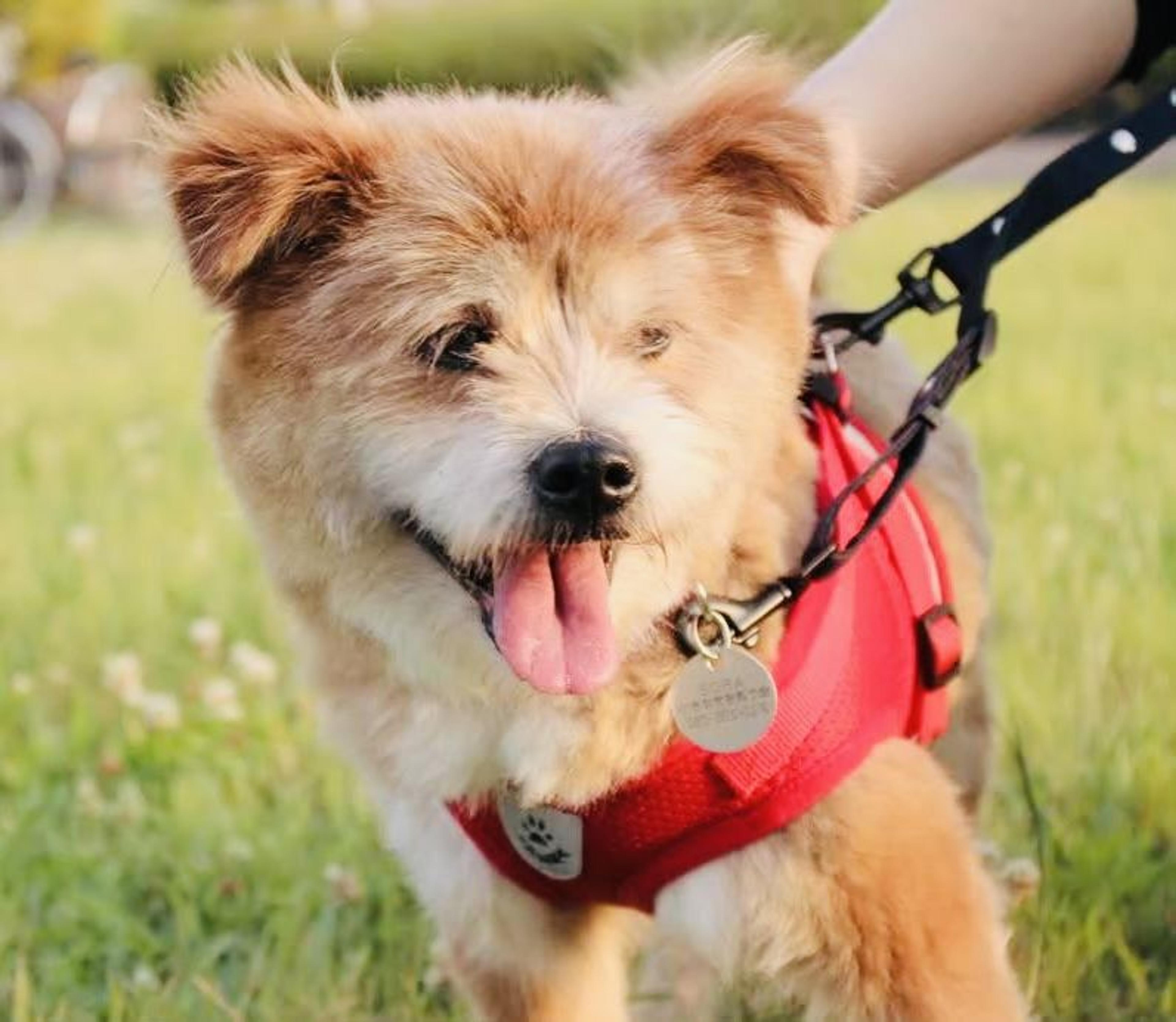 pet-image-6