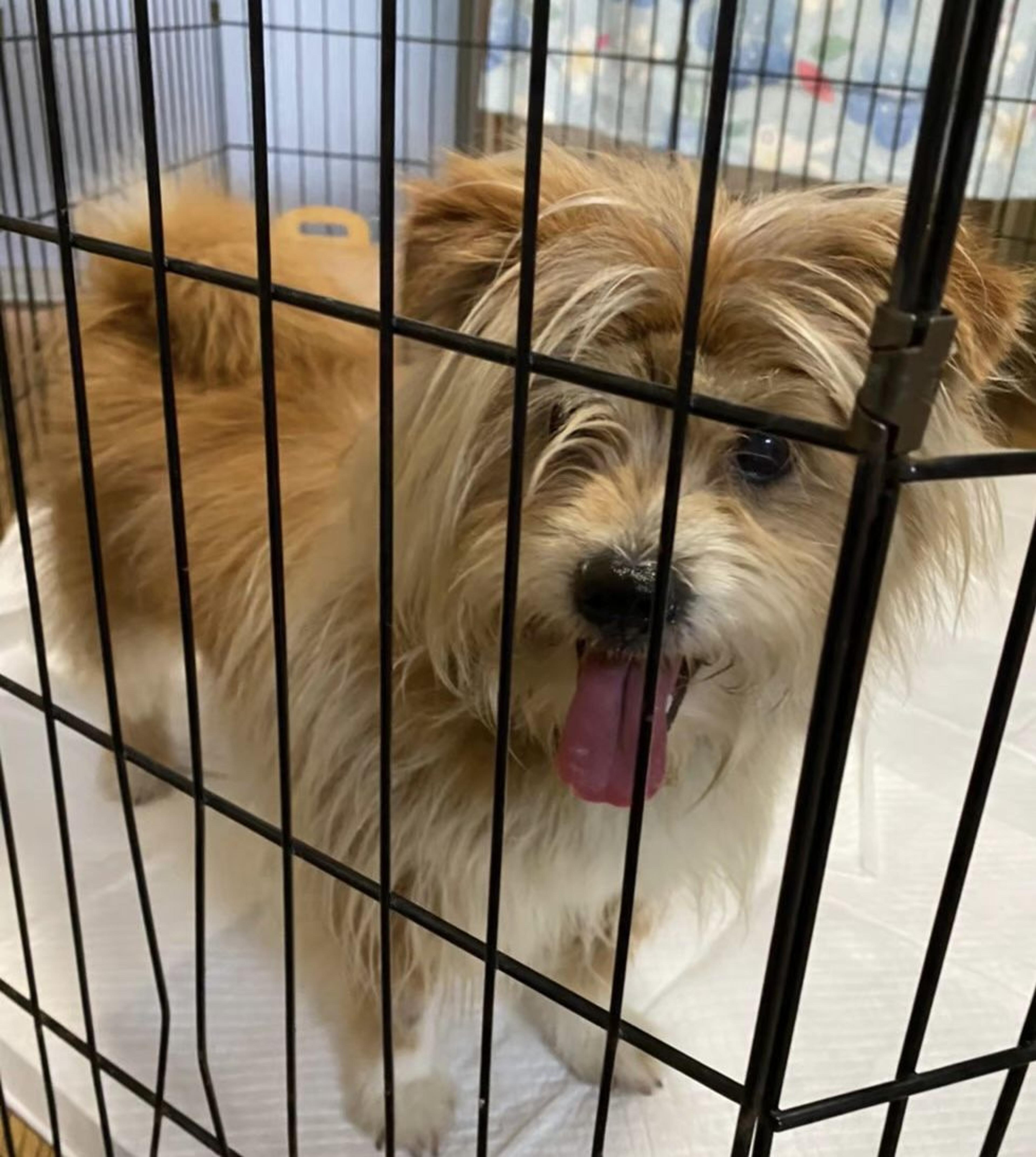 pet-image-8
