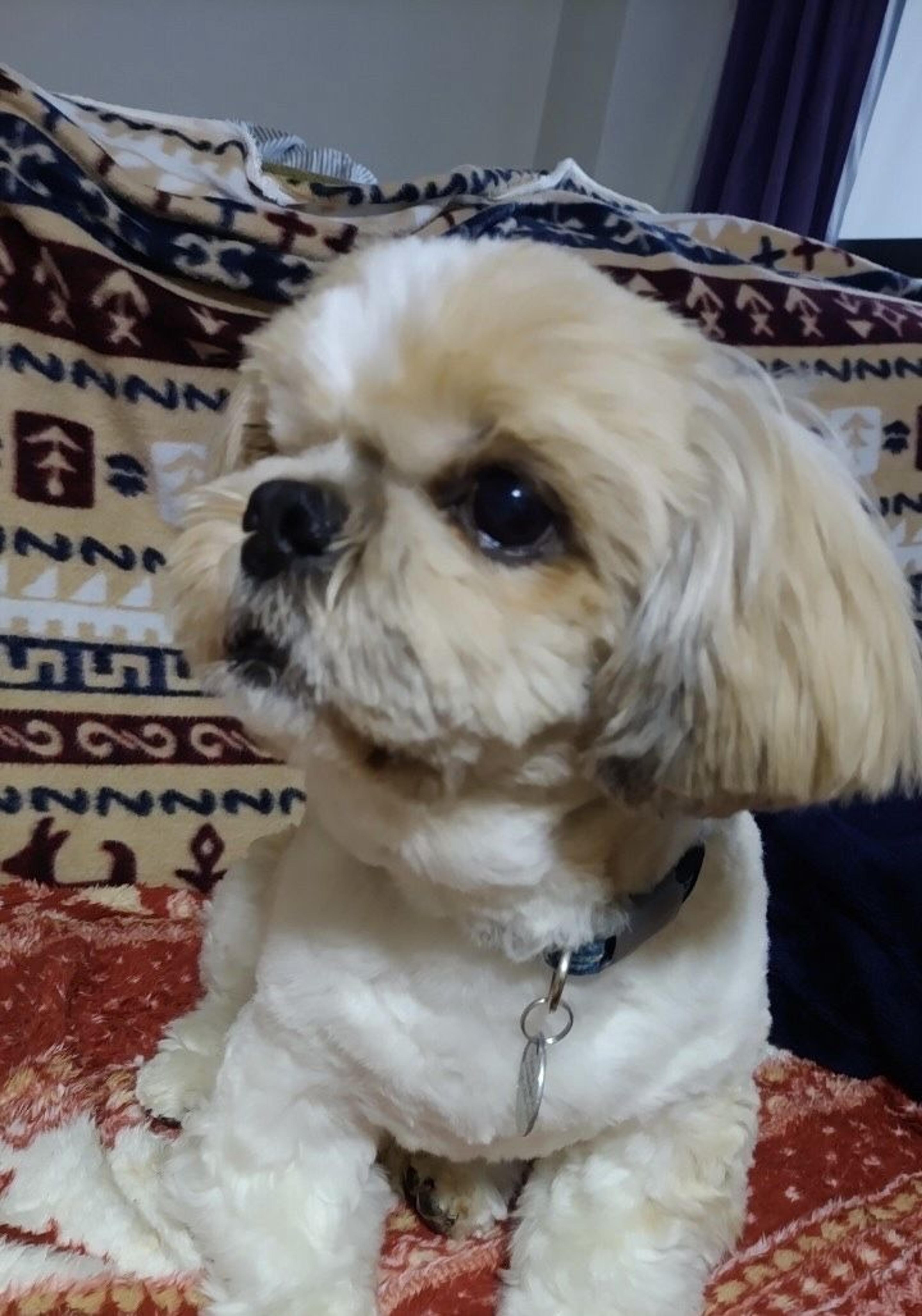 pet-image-2