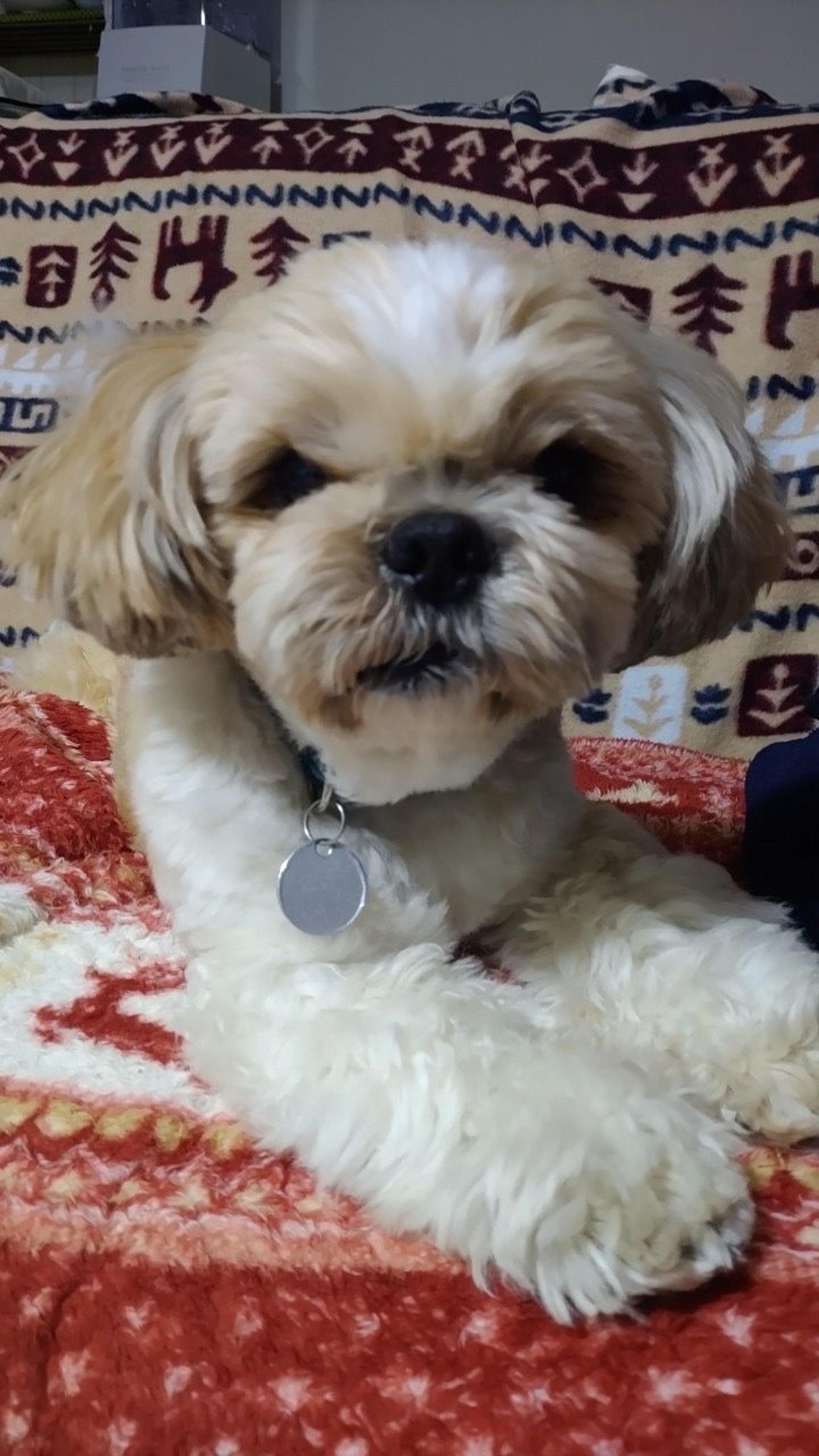 pet-image-4