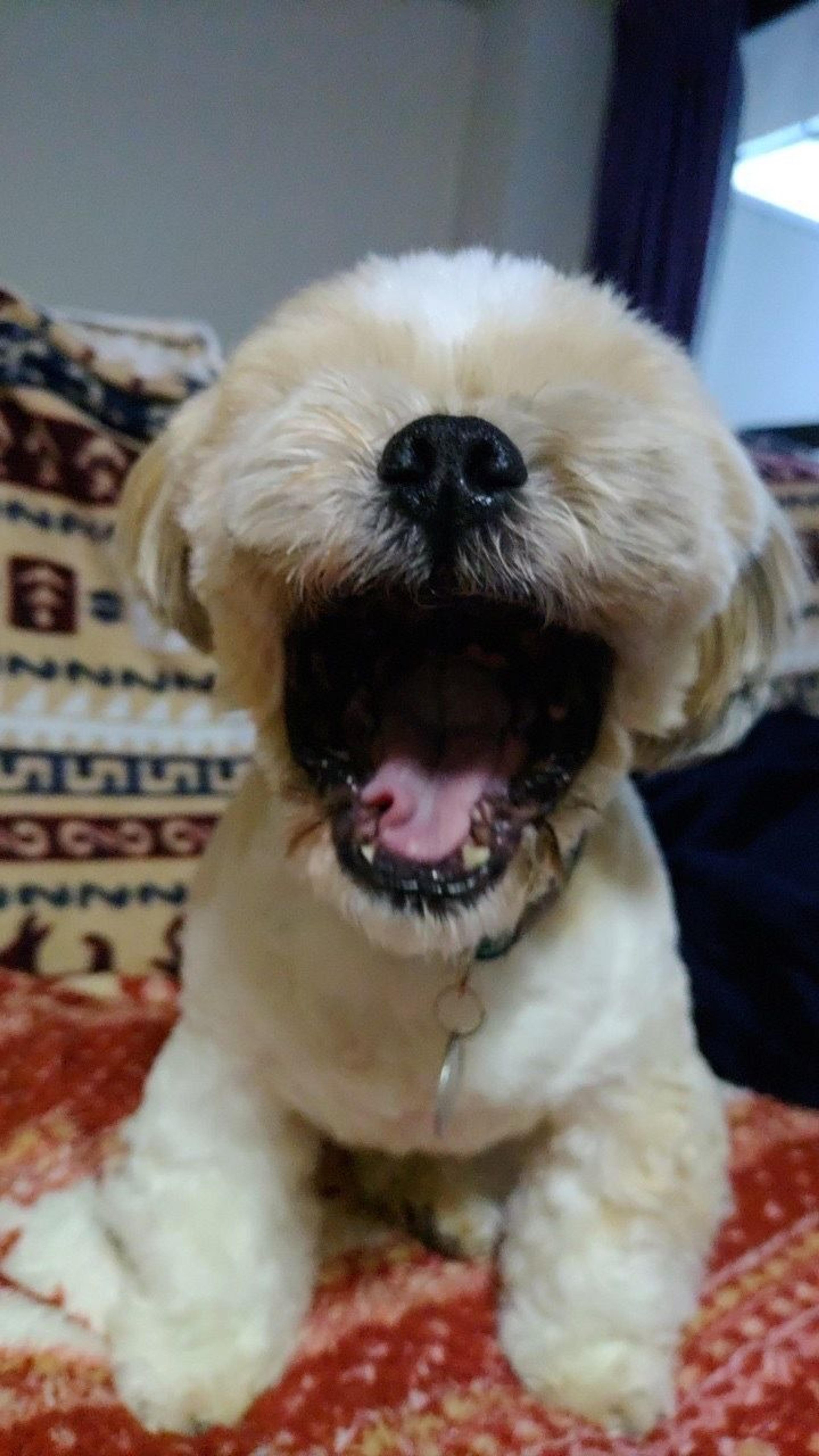 pet-image-6