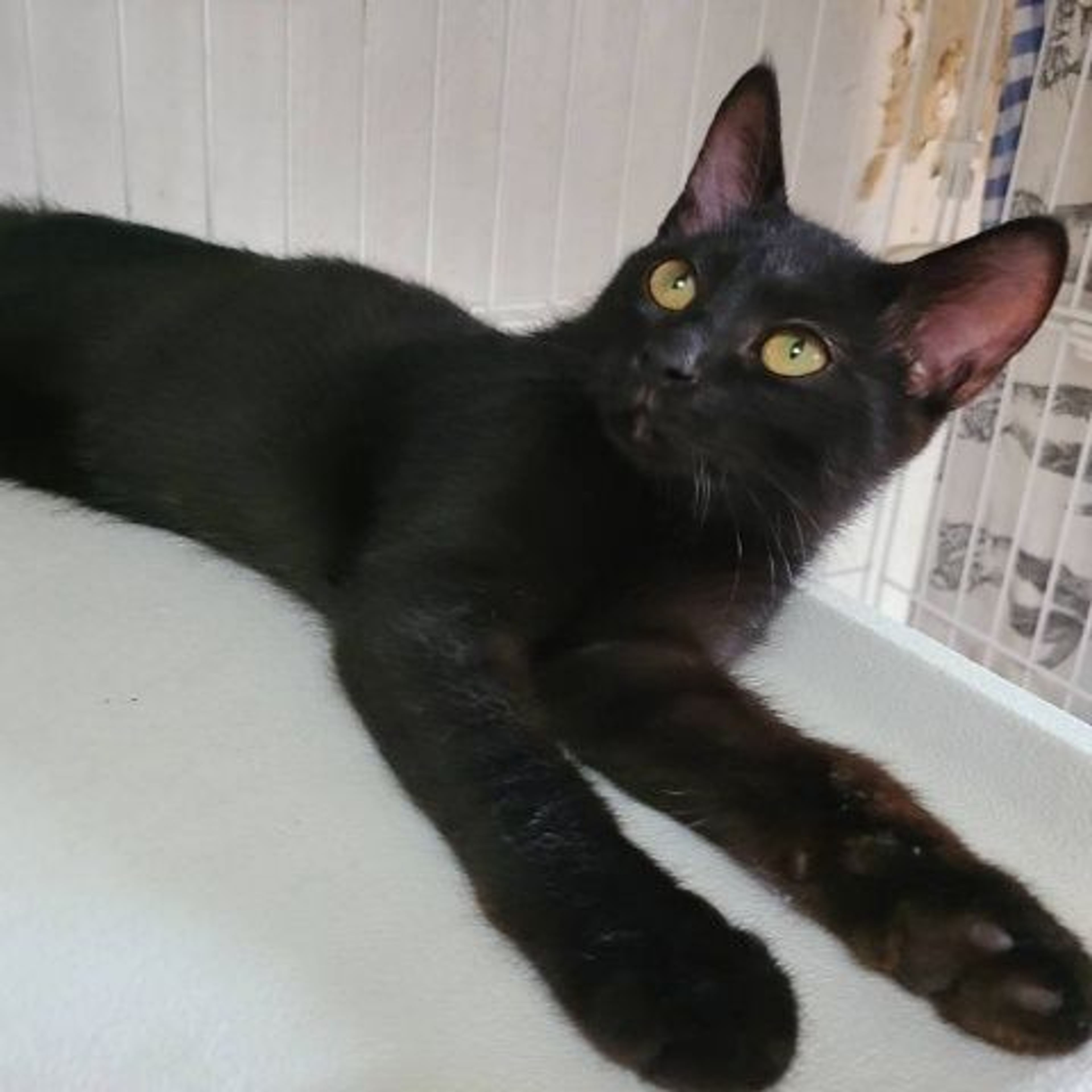 pet-image-4