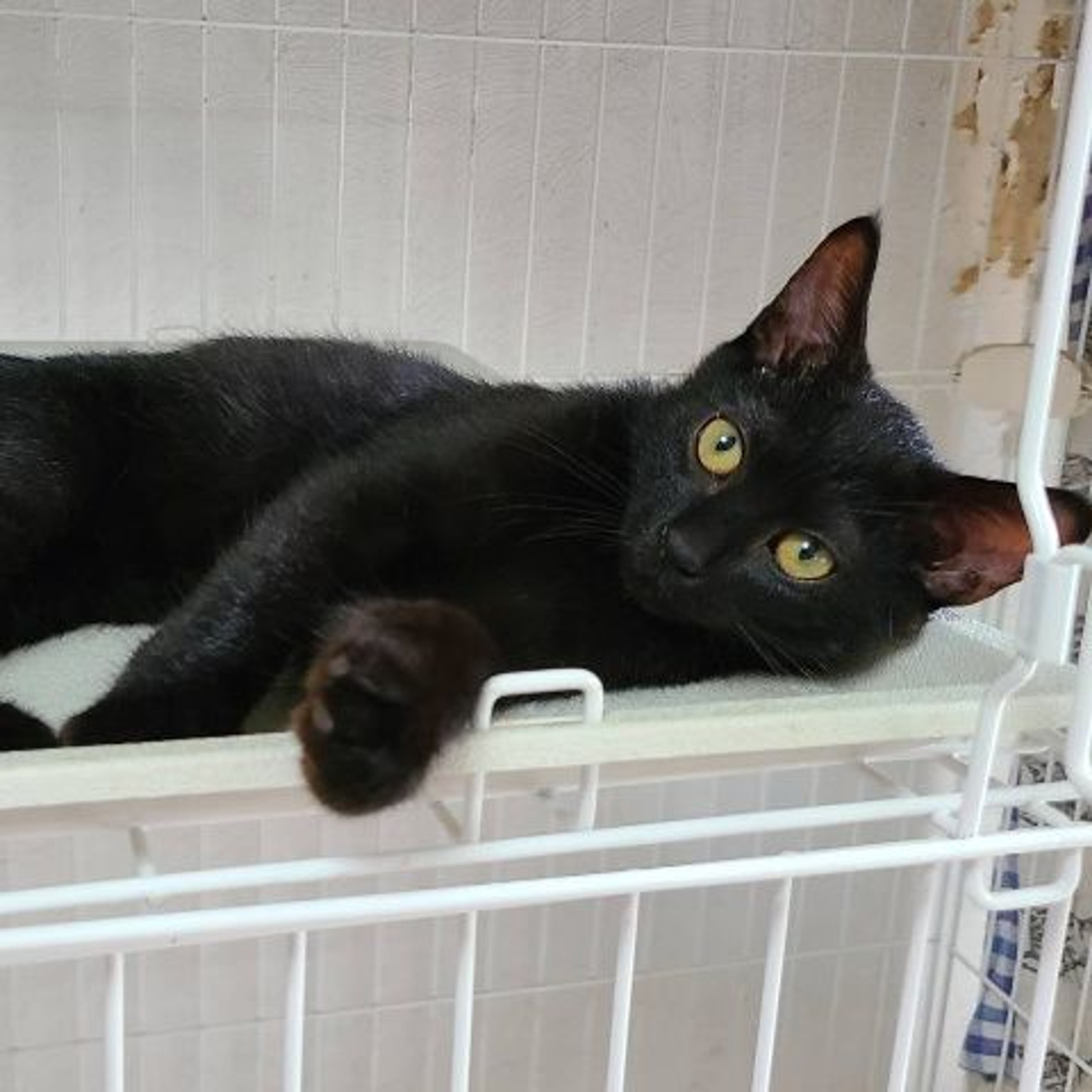 pet-image-5