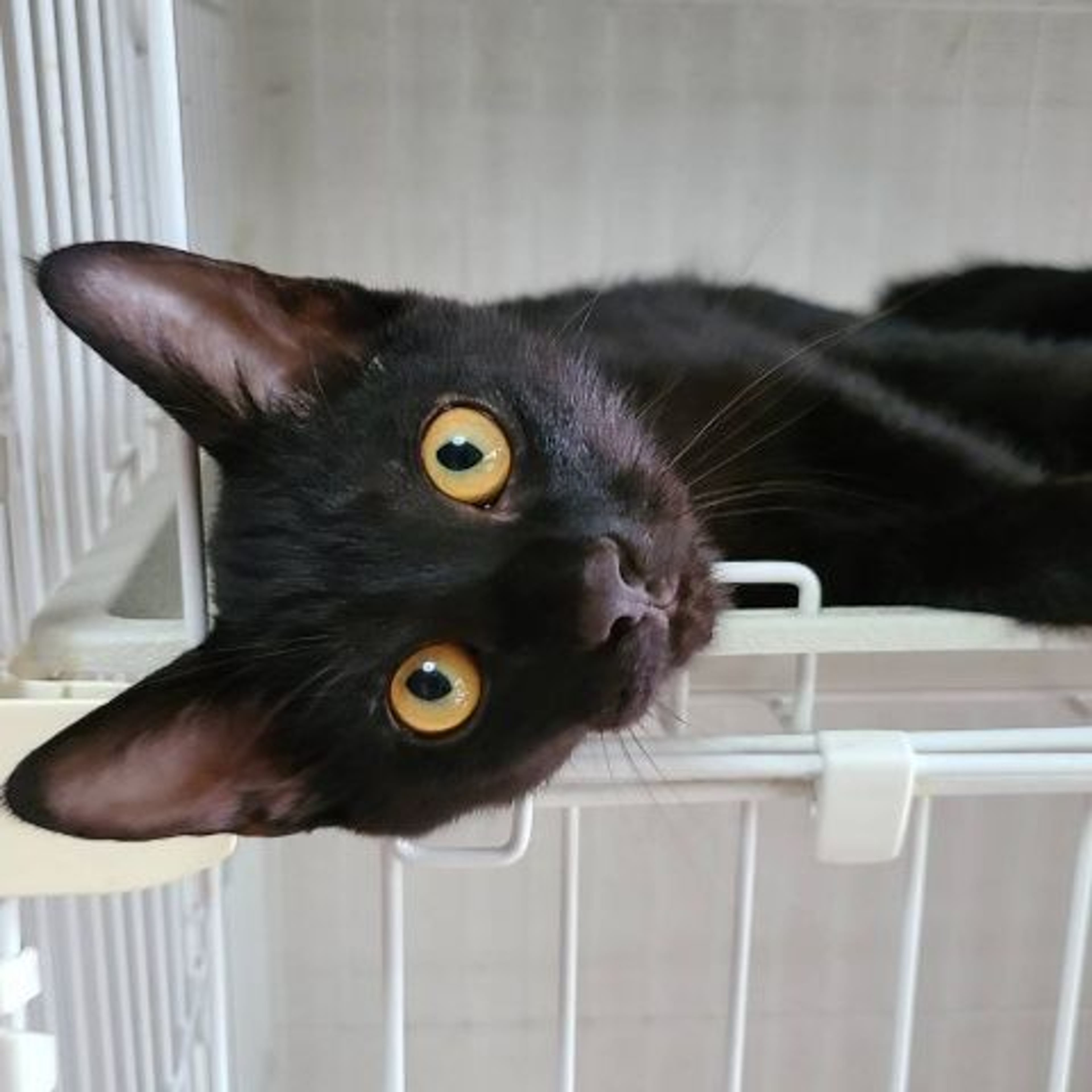 雑種（ミックス猫）・オスの里親募集の写真