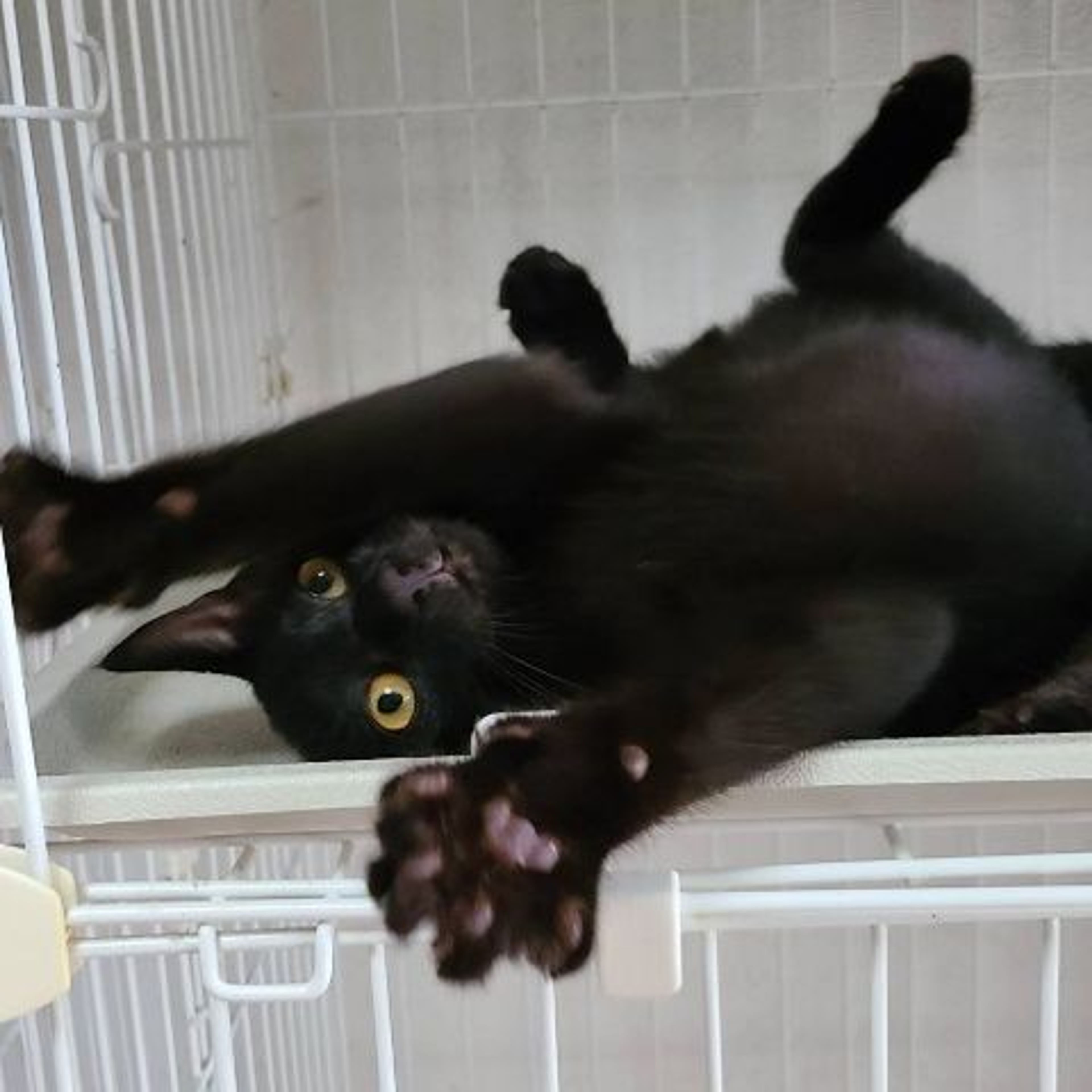 pet-image-2