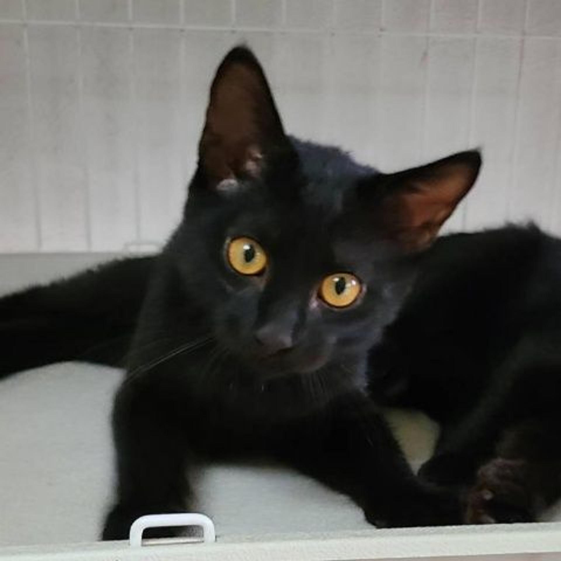 pet-image-3