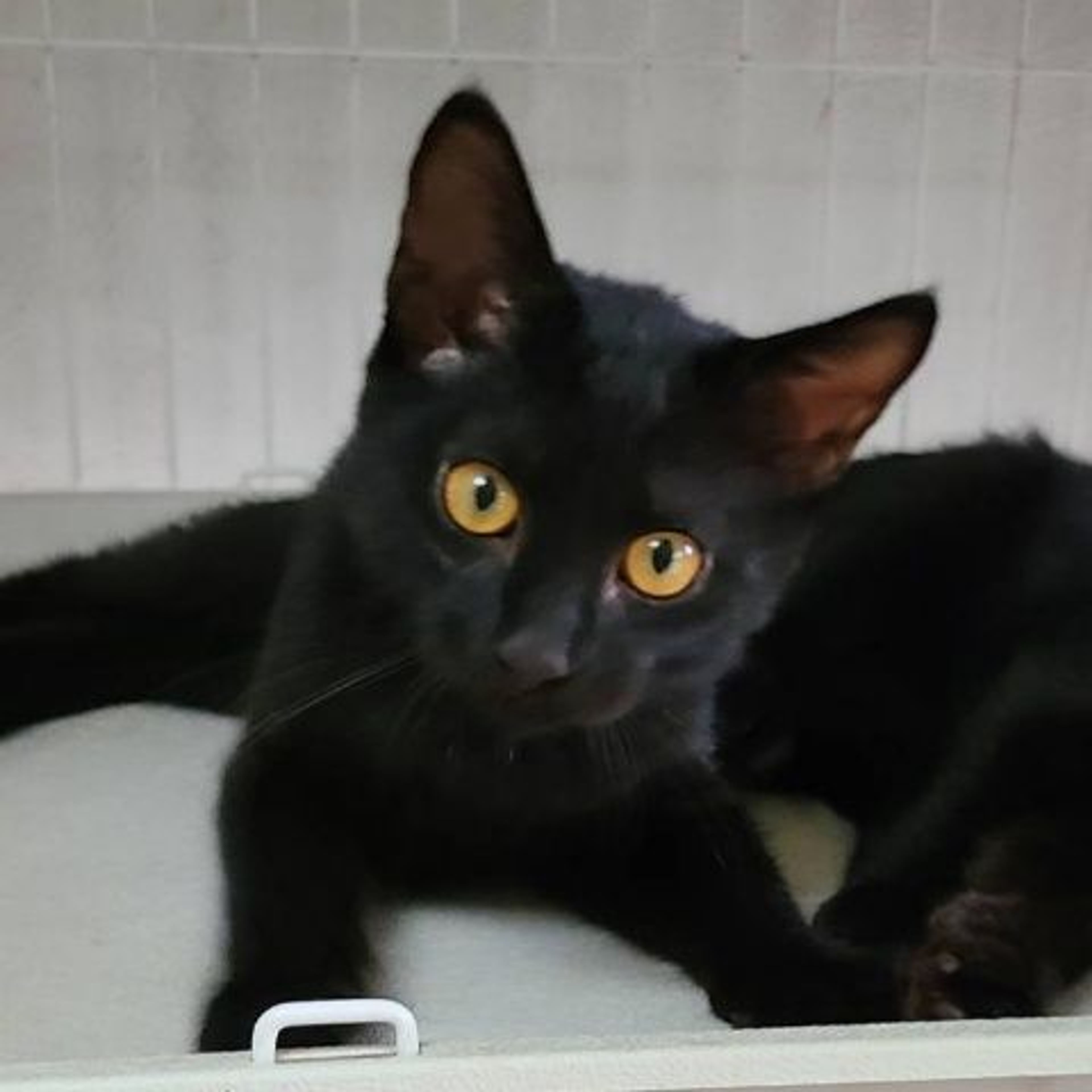 pet-image-3