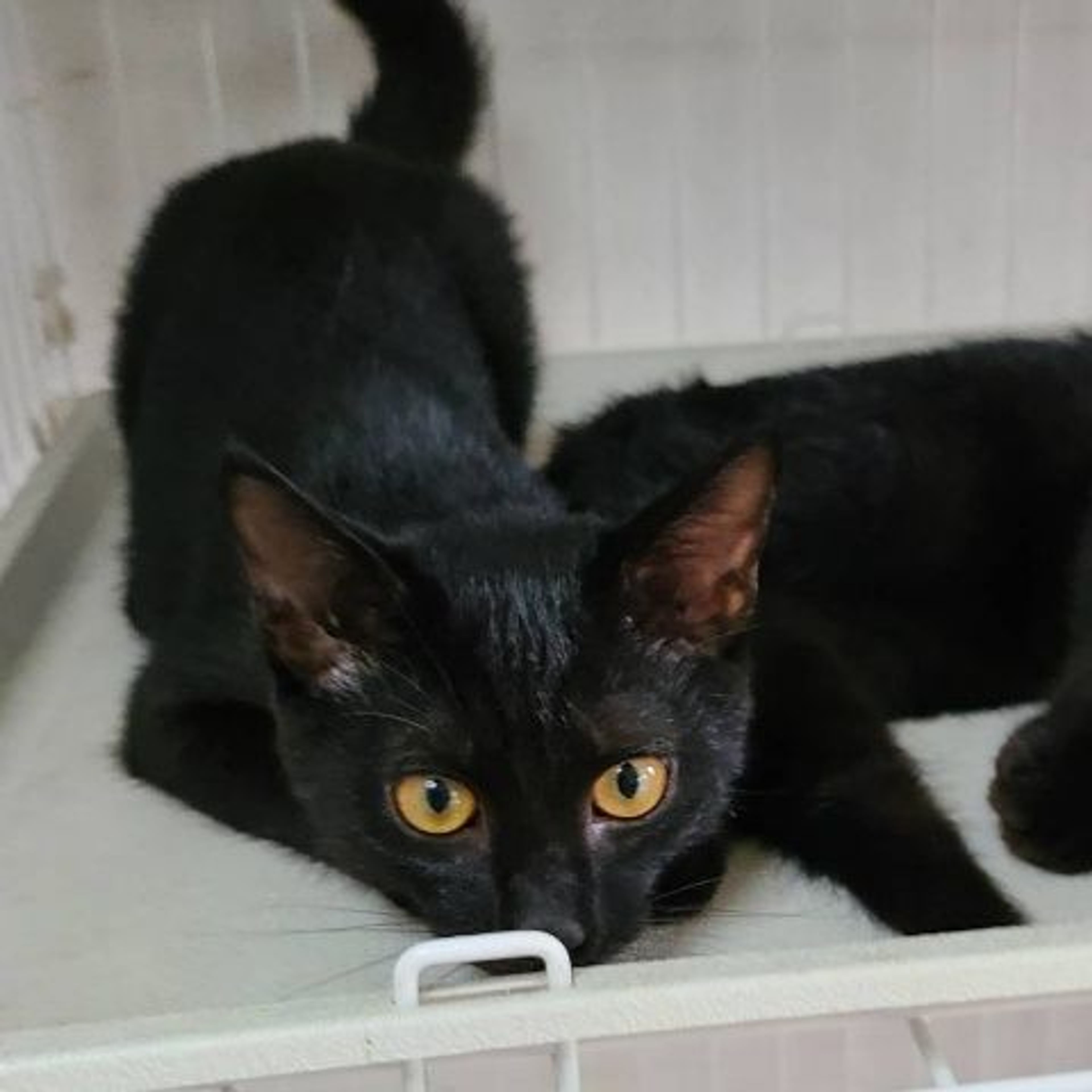 pet-image-4